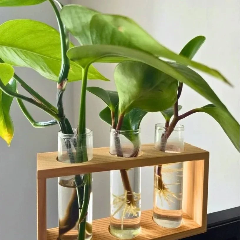Plants as a metaphor for healing and personal growth.