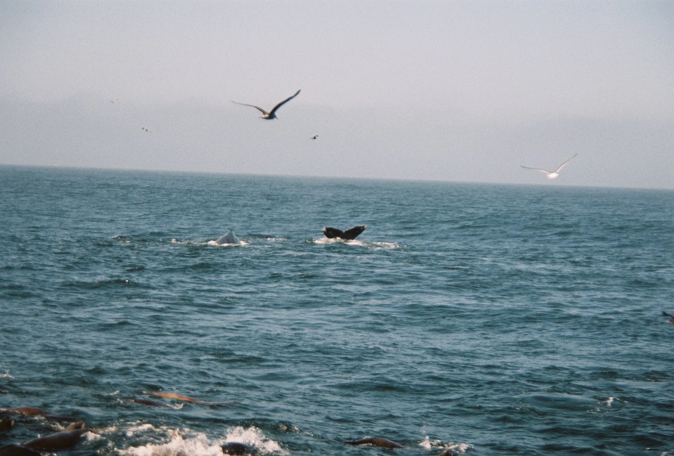 R1-08126-0024.JPG