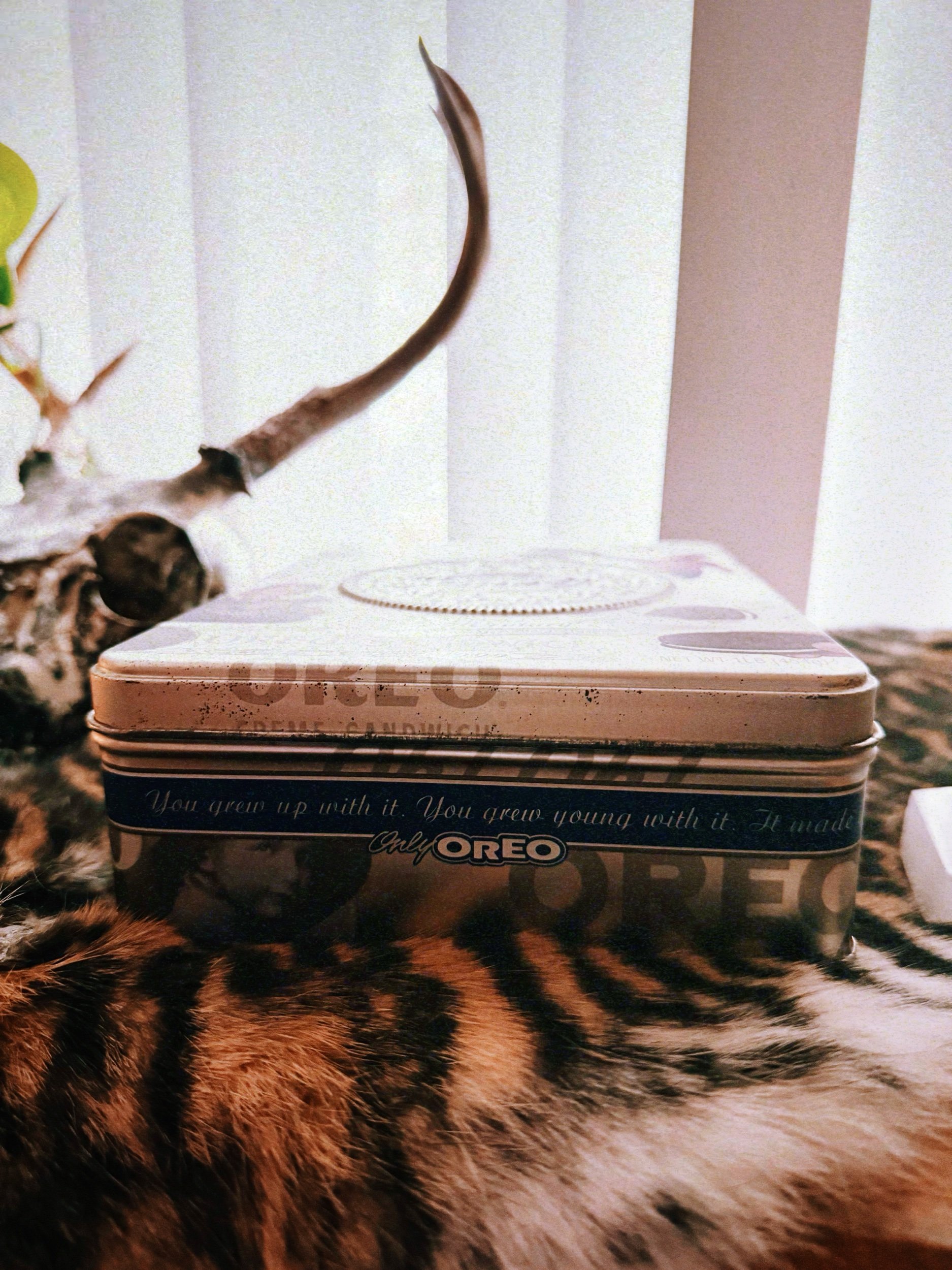 8257505E-C125-4F86-A25E-0C2E4EAE4D40.jpeg