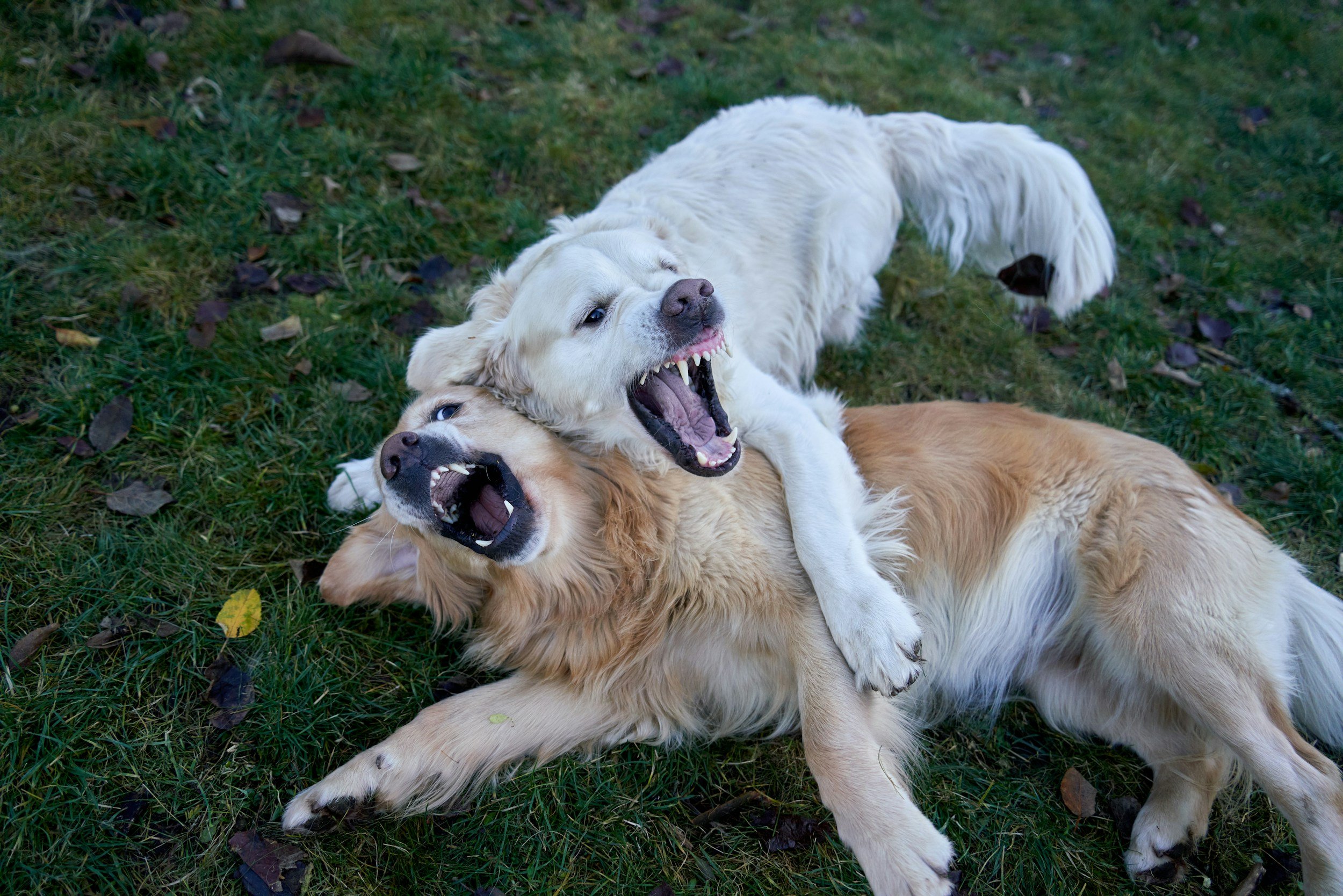 Three dogs play fighting on grass, one white and the other two golden retrievers, showing playful expressions with open mouths.