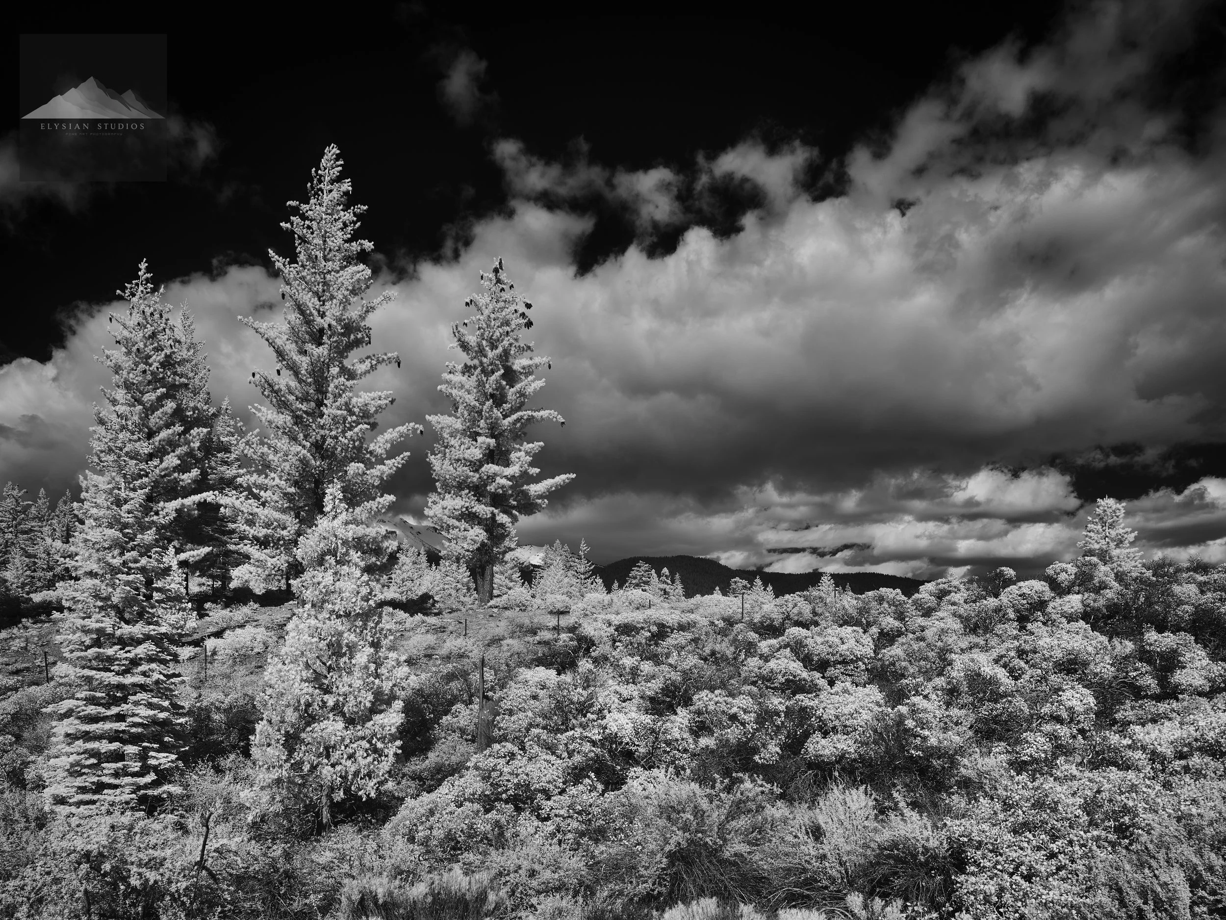 Black and white landscape showing tall trees in the foreground, with a dramatic cloudy sky in the background.
