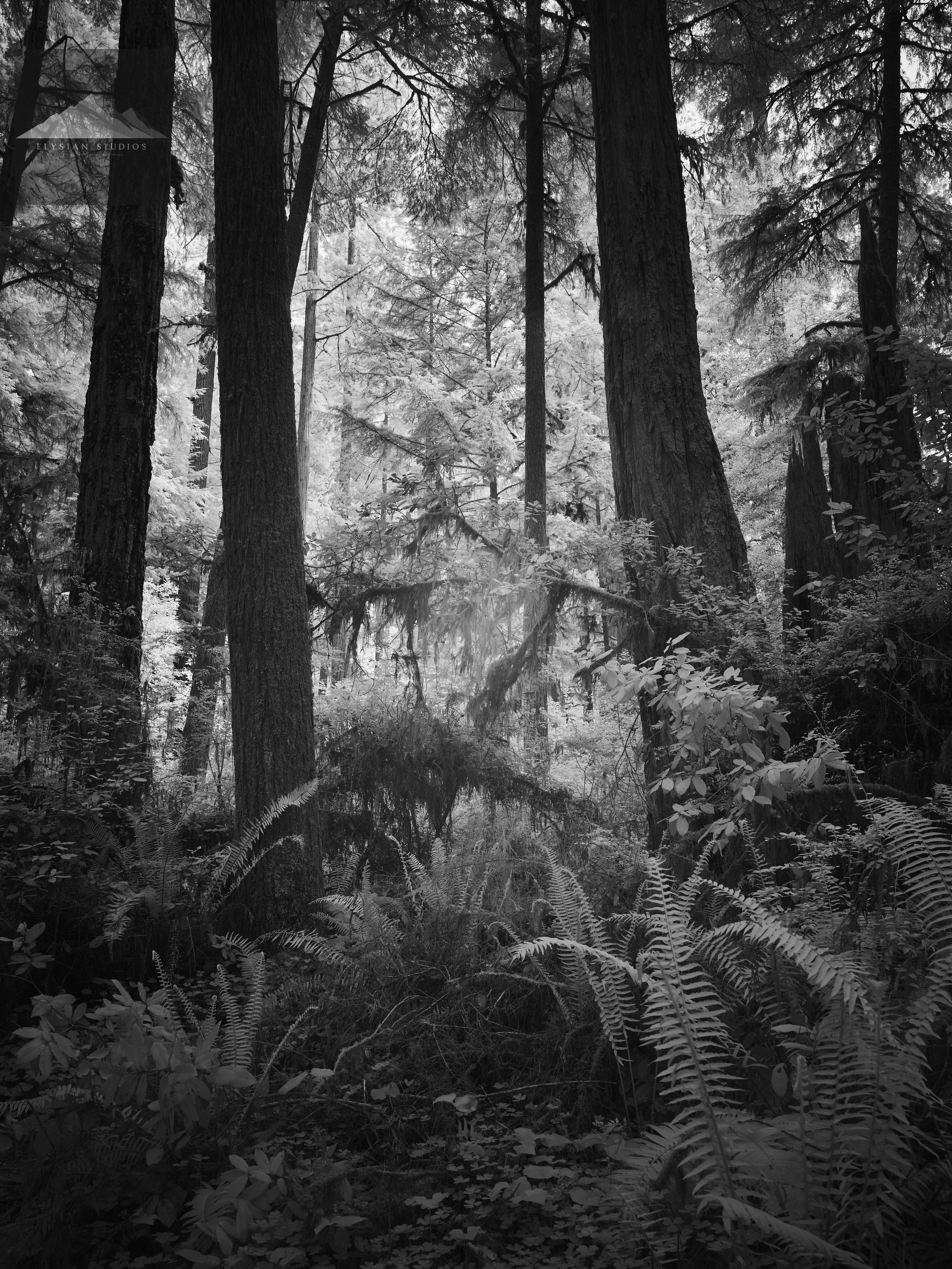 A dense forest scene in black and white with tall trees, and undergrowth of ferns and bushes, creating a mysterious and quiet atmosphere.