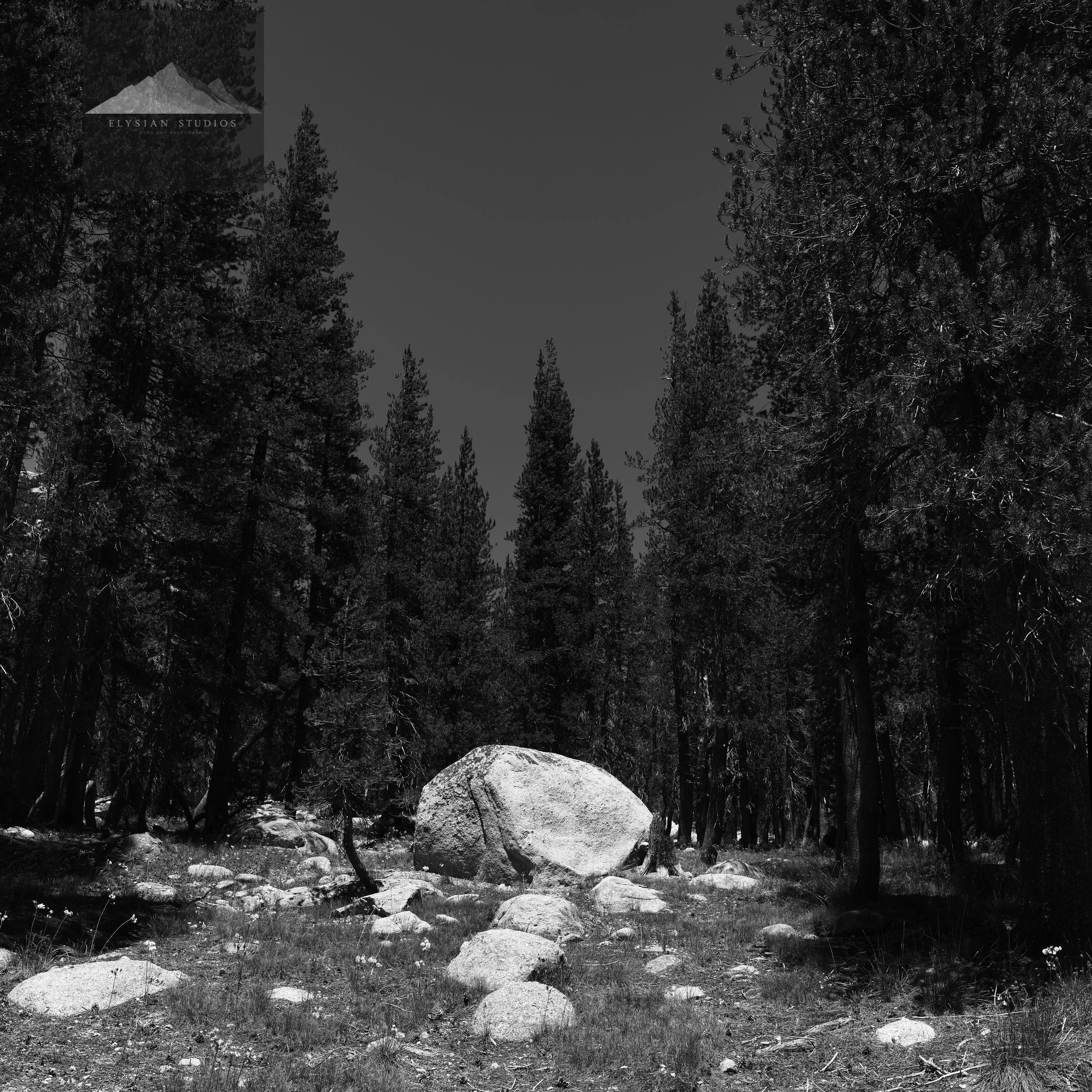 Black and white photo of a forest scene with tall trees and large rocks on the ground, dark sky overhead.