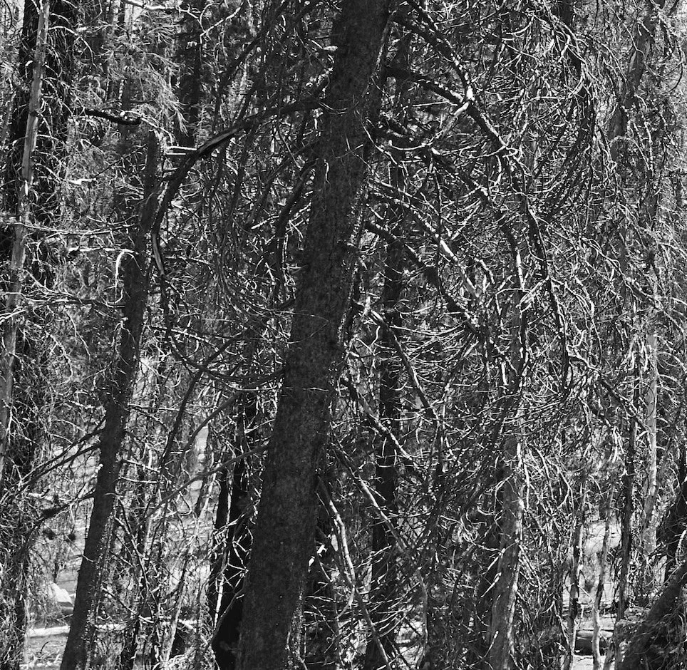 Snow-covered trees with tangled branches in a winter forest.