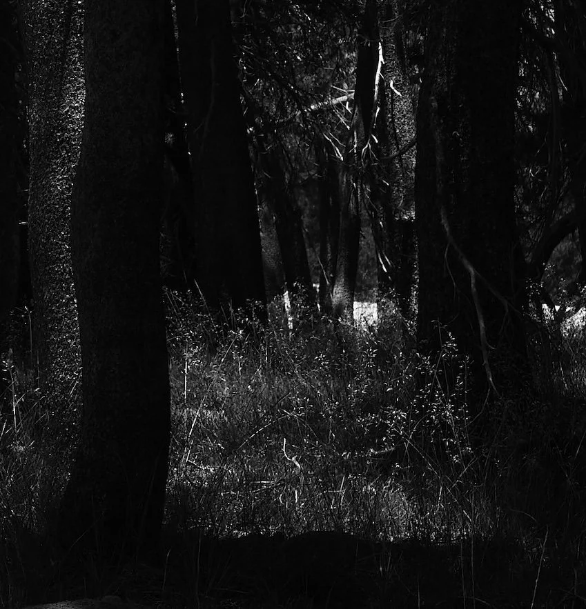 A dark forest scene with tall trees, dense underbrush, and minimal light filtering through the canopy.