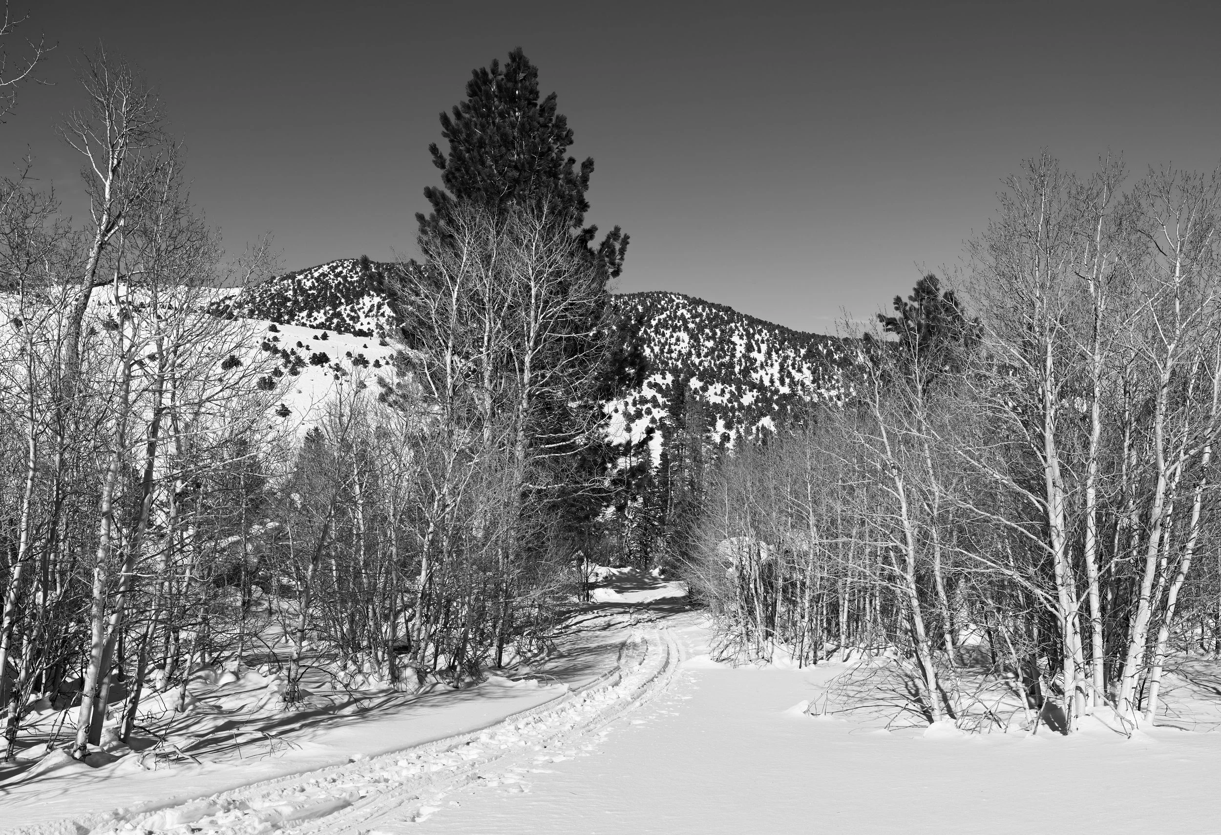 Snow-covered trail surrounded by leafless trees and evergreen trees in a mountainous winter landscape