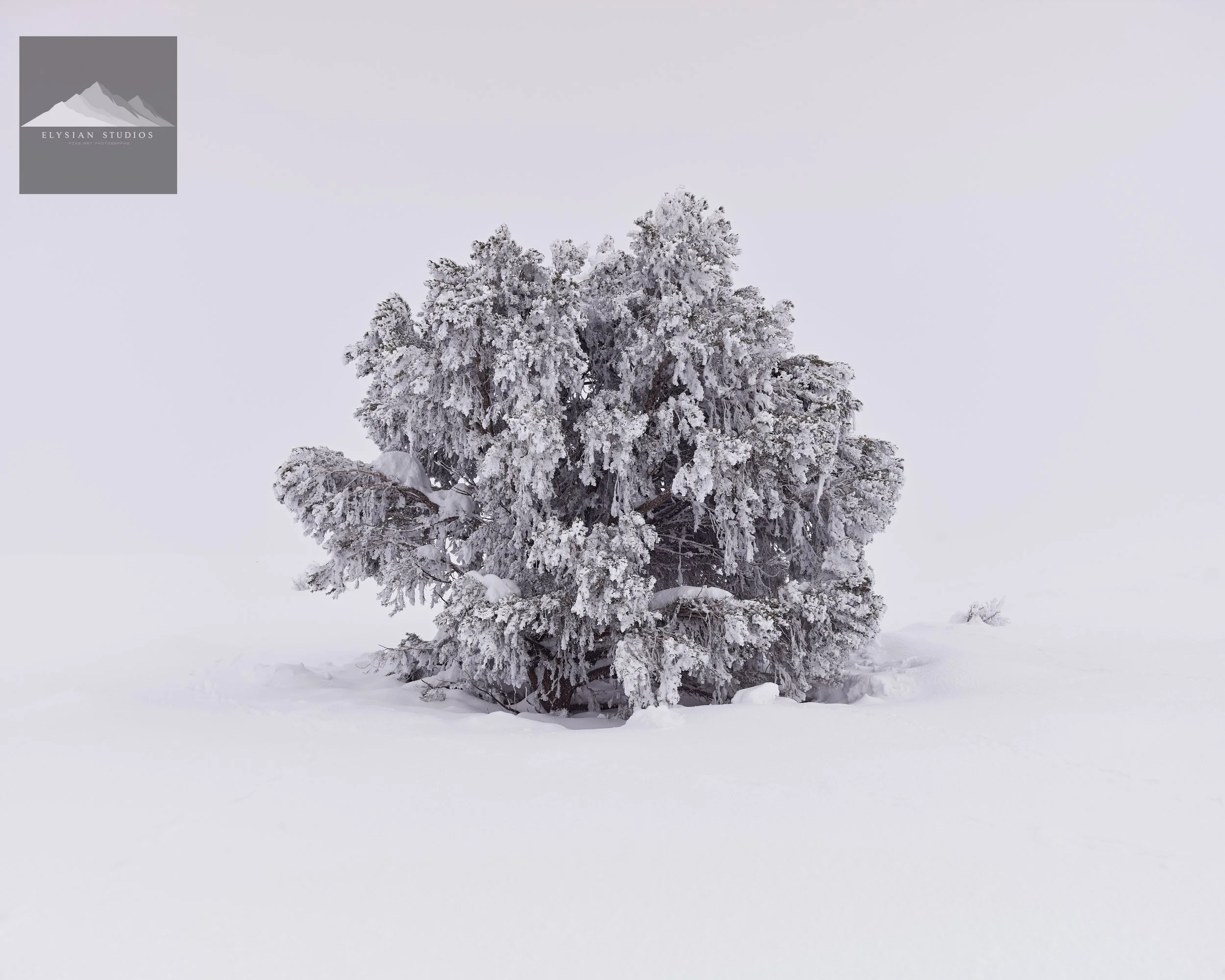 A snow-covered tree stands alone in a snowy landscape under a plain, cloudy sky.