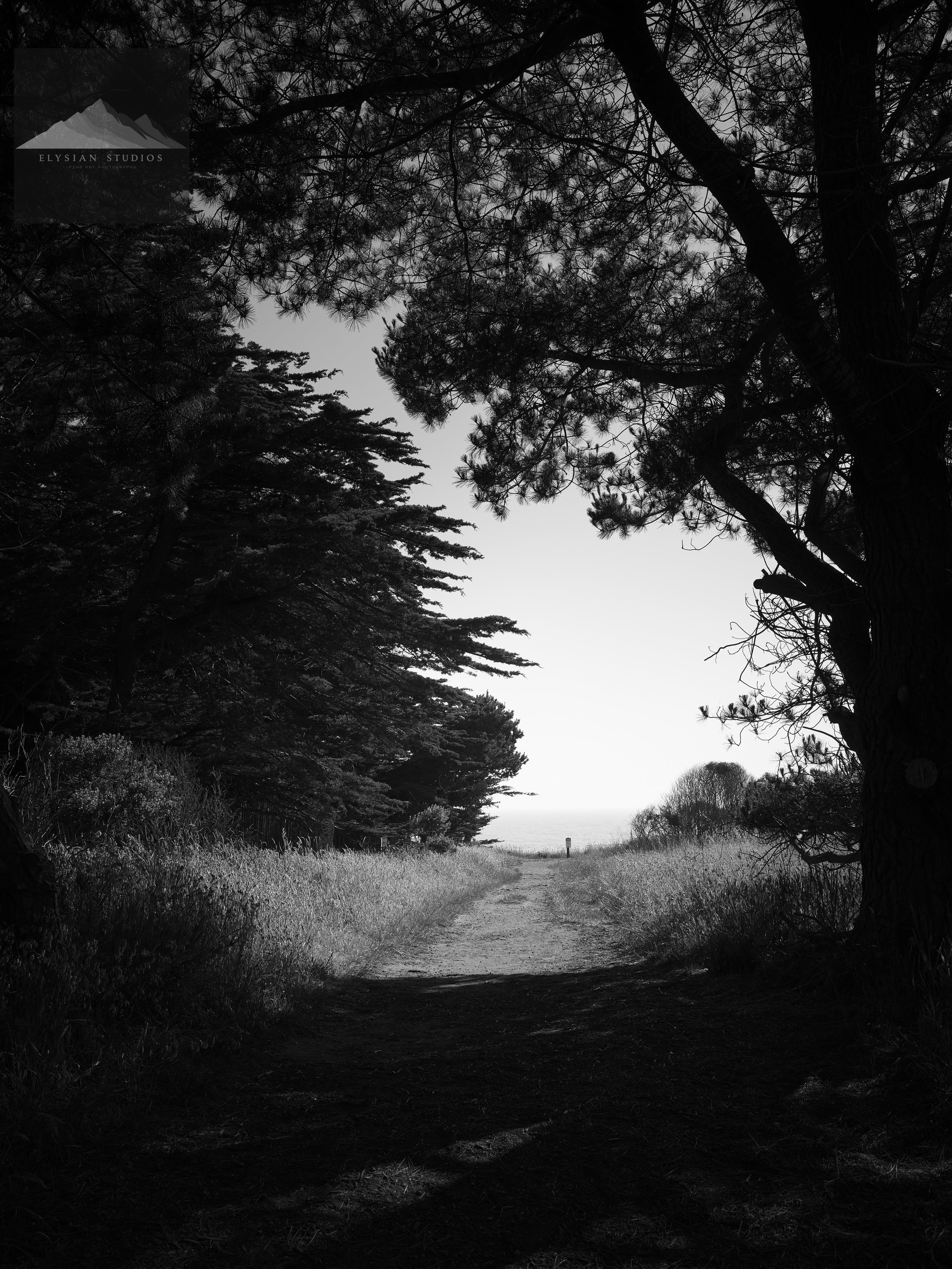 A dirt path leading through a wooded area outdoors, with taller trees on either side and a view of an open sky and distant water or horizon in the background, in black and white.
