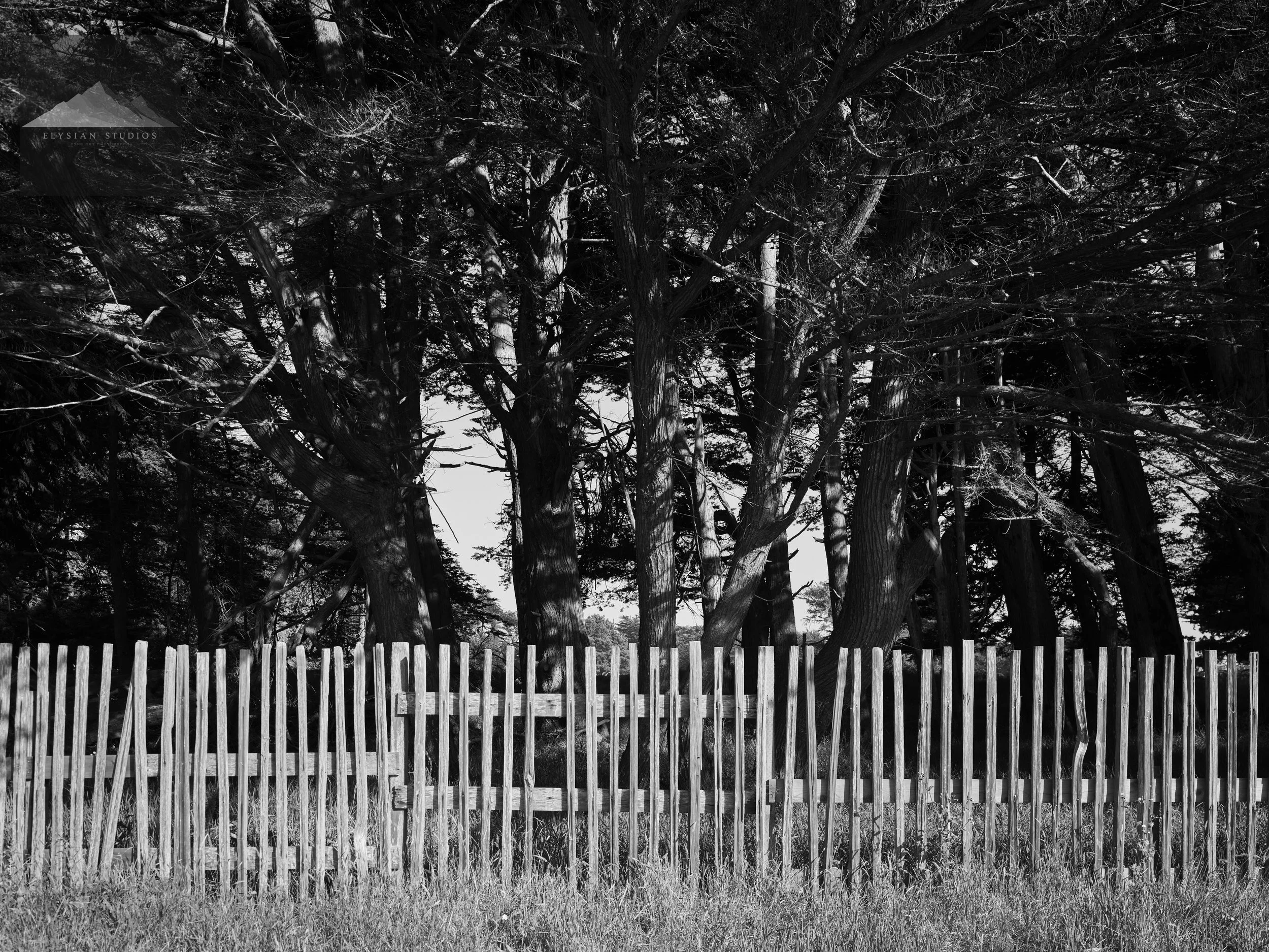 Black and white photo of tall trees behind a wooden picket fence with grass in the foreground.