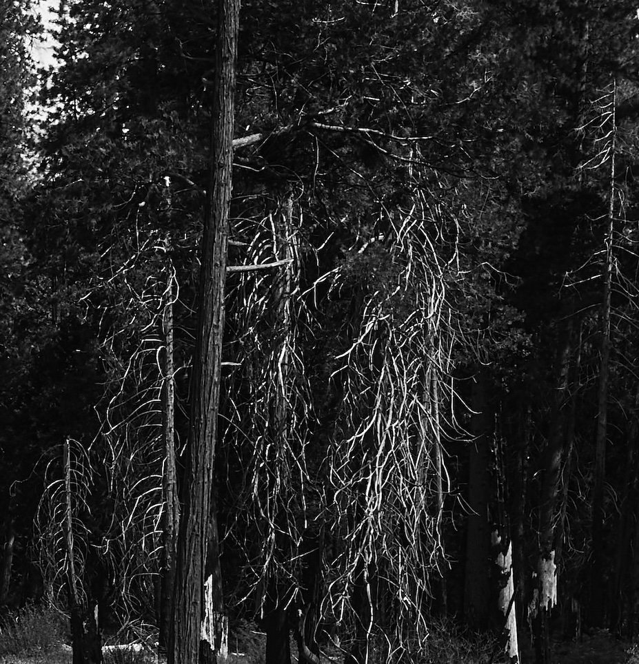Black and white photo of trees with some branches hanging down, some of which are burned or dead.