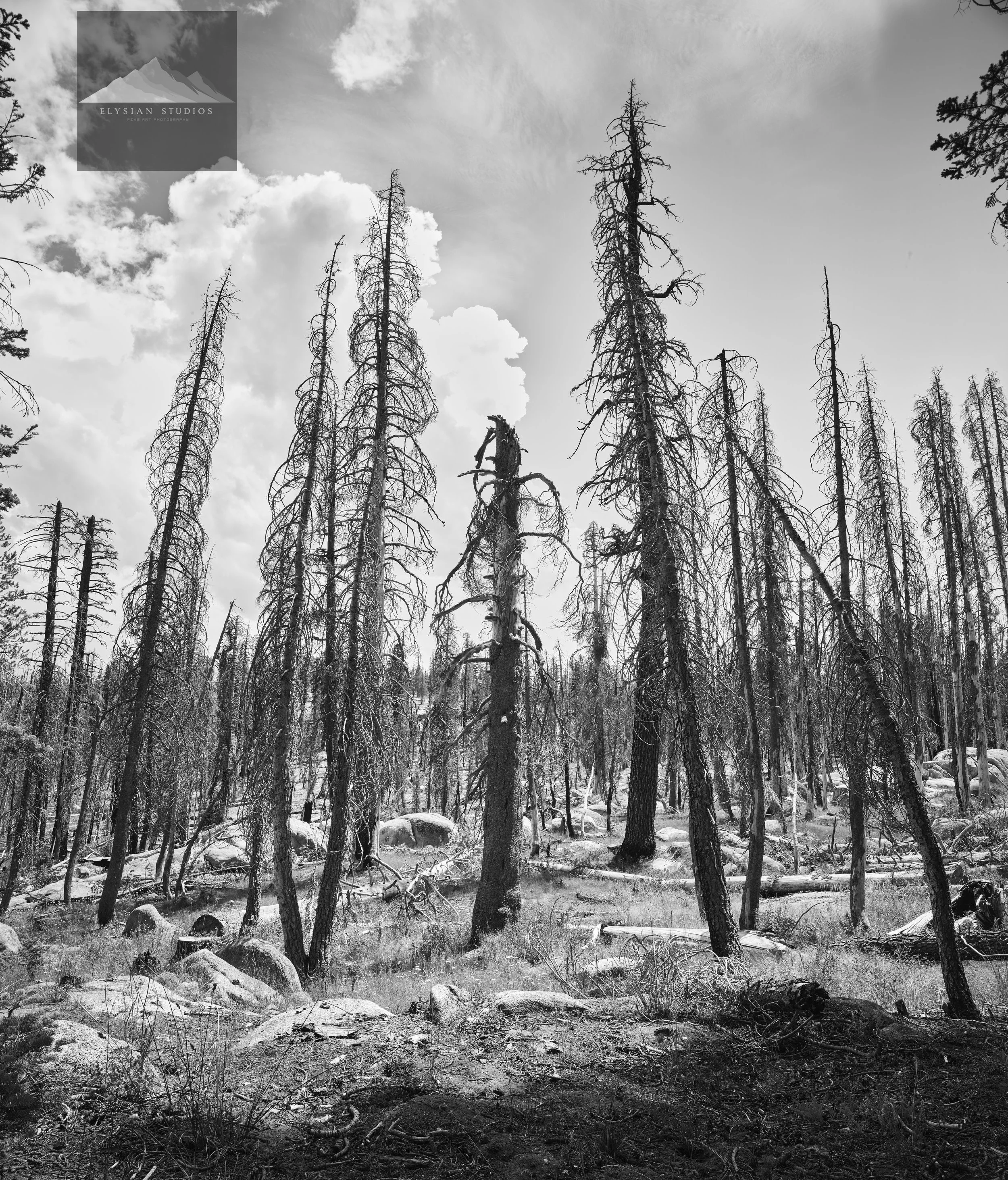 A black-and-white photograph of a forest with tall, bare trees, some of which are dead or burned, and large rocks scattered across the ground. The sky above is partly cloudy.