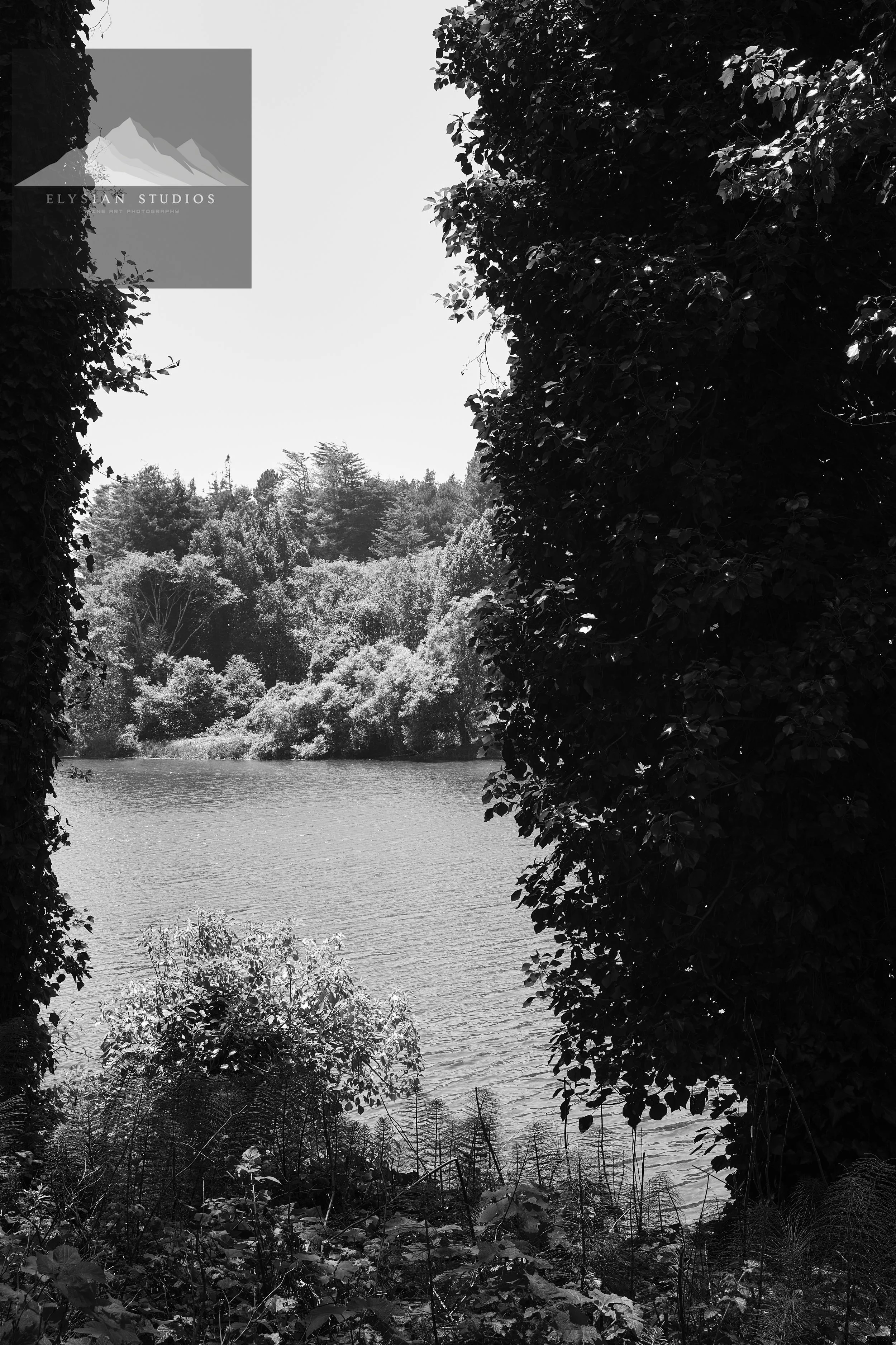 Black and white photo of a river with dense trees lining its banks, viewed through an opening framed by dark leafy branches.