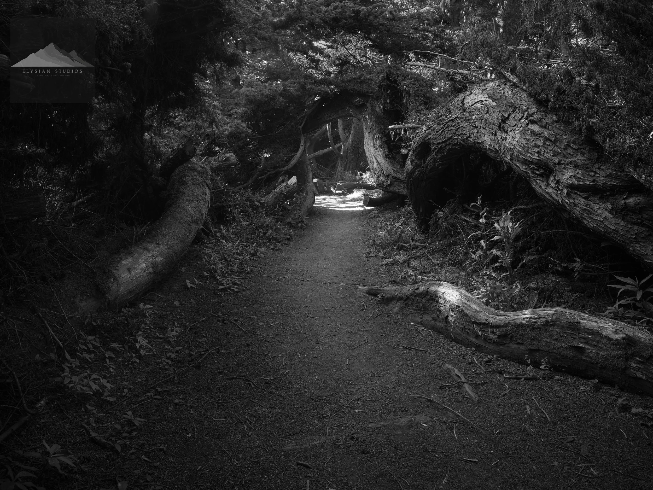 A black-and-white photograph of a woodland scene with fallen trees forming a natural archway over a dirt path.