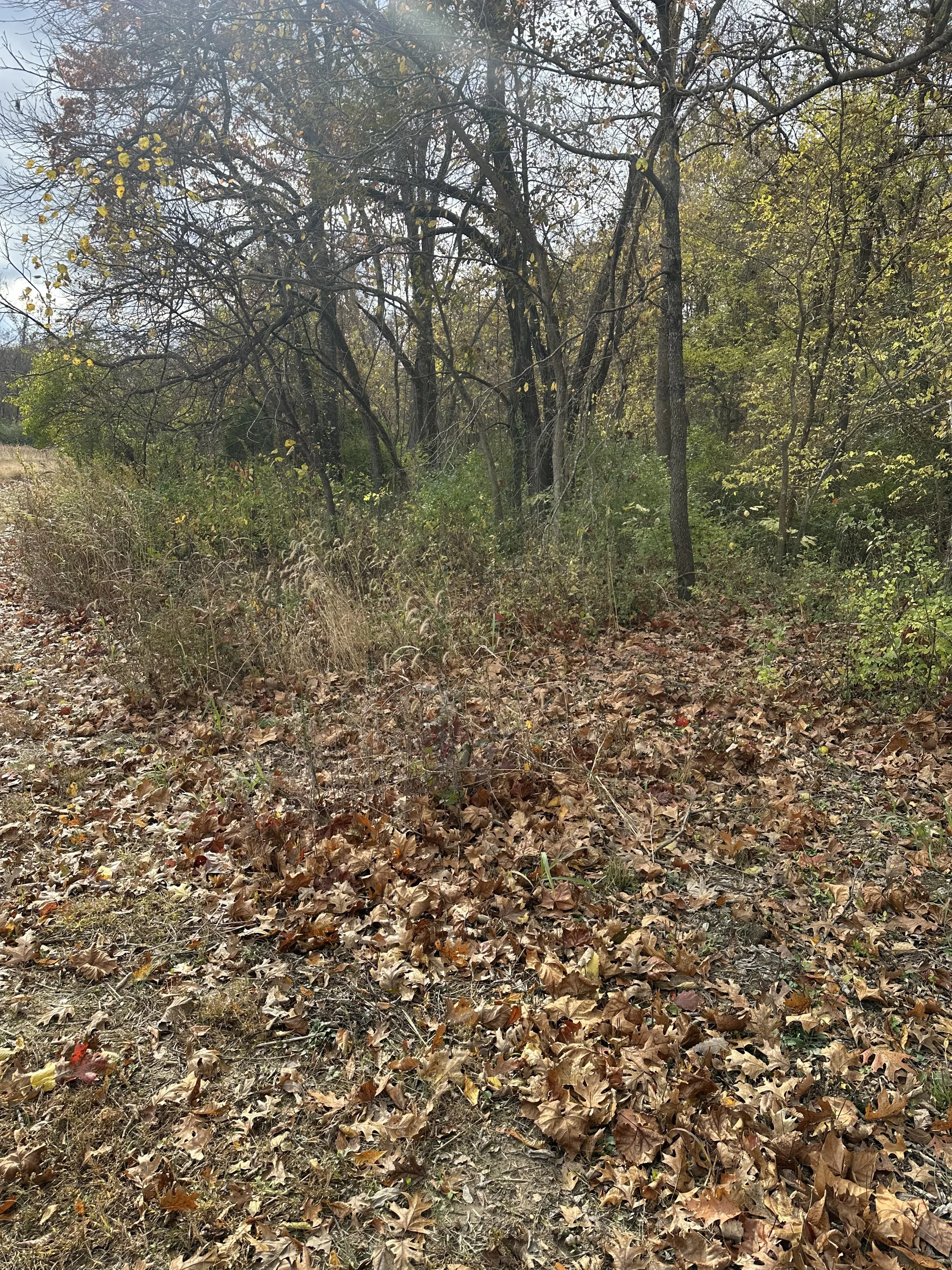 before forestry mulching in overgrown field edge Hillsboro MO