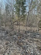 Forestry-Mulching-before-Fredericktown-MO.JPG