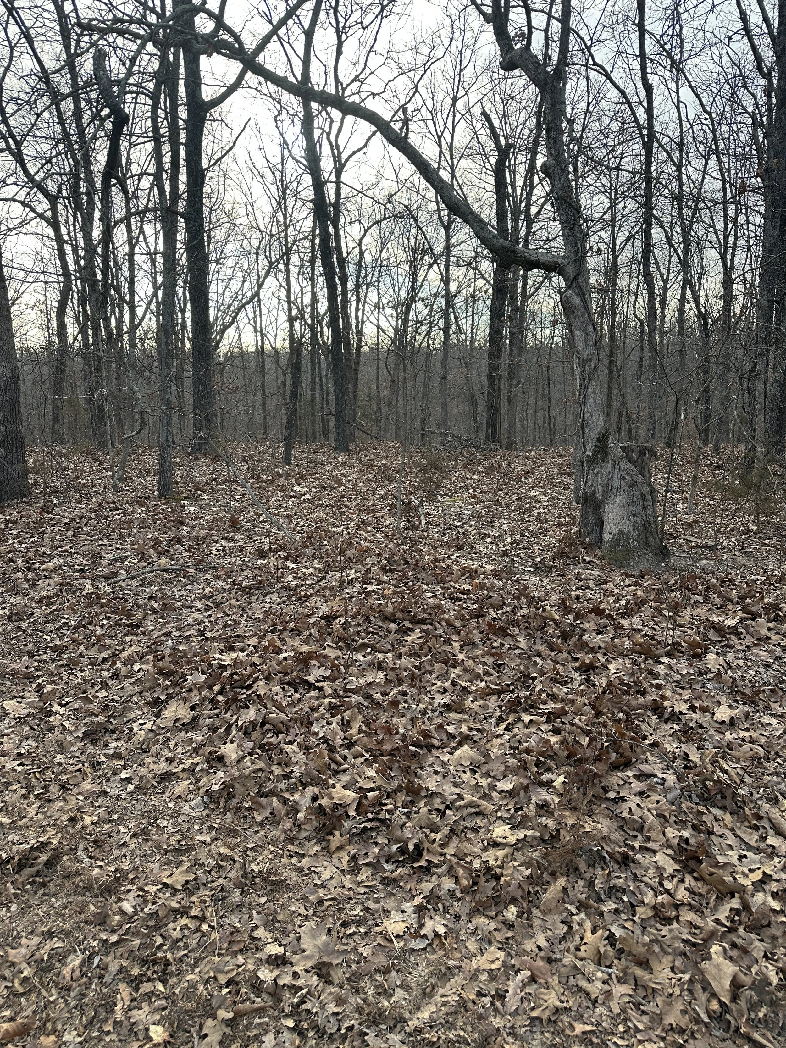 Forestry mulching and trail clearing project in Sullivan MO