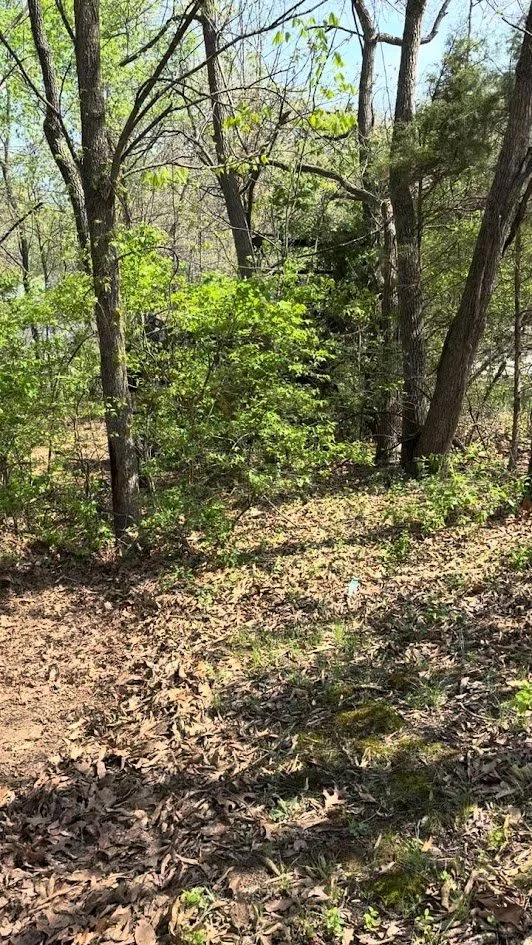 Forestry-Mulching-Winfield-MO (4).jpg