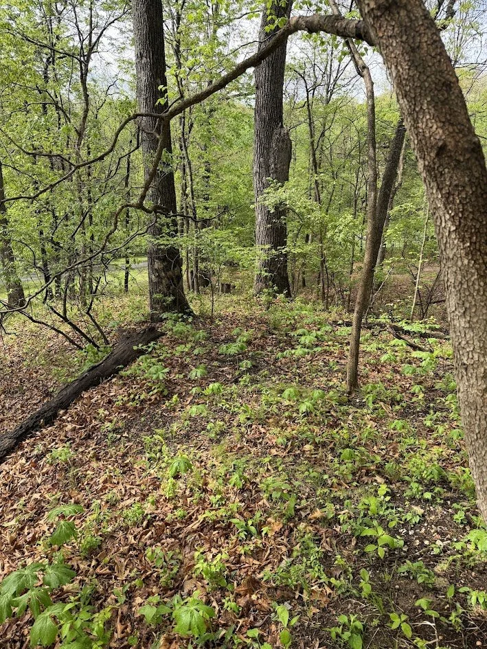 Forestry-Mulching-Before-Imperial-MO (2).JPG