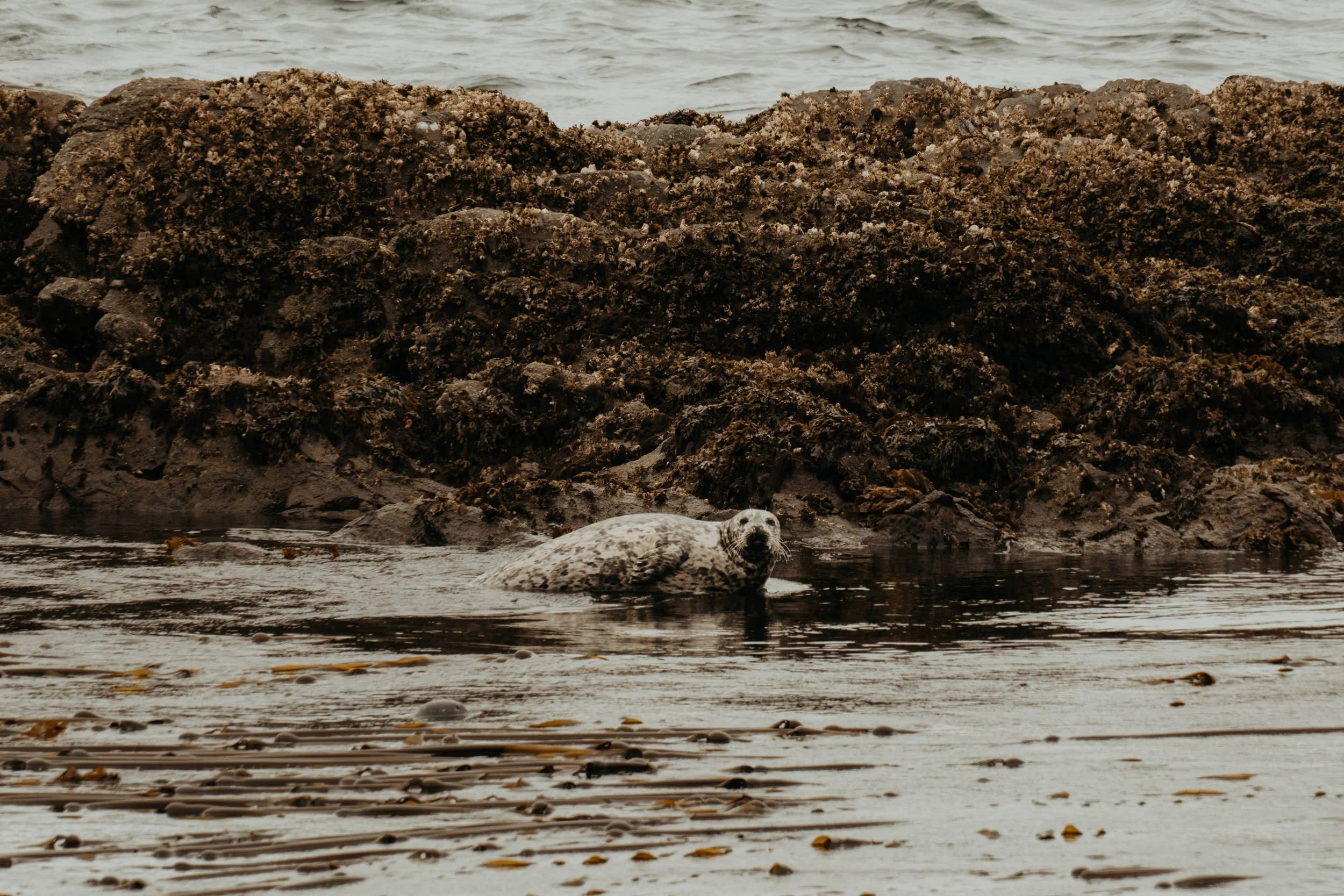 san-juan-islands_57.jpg
