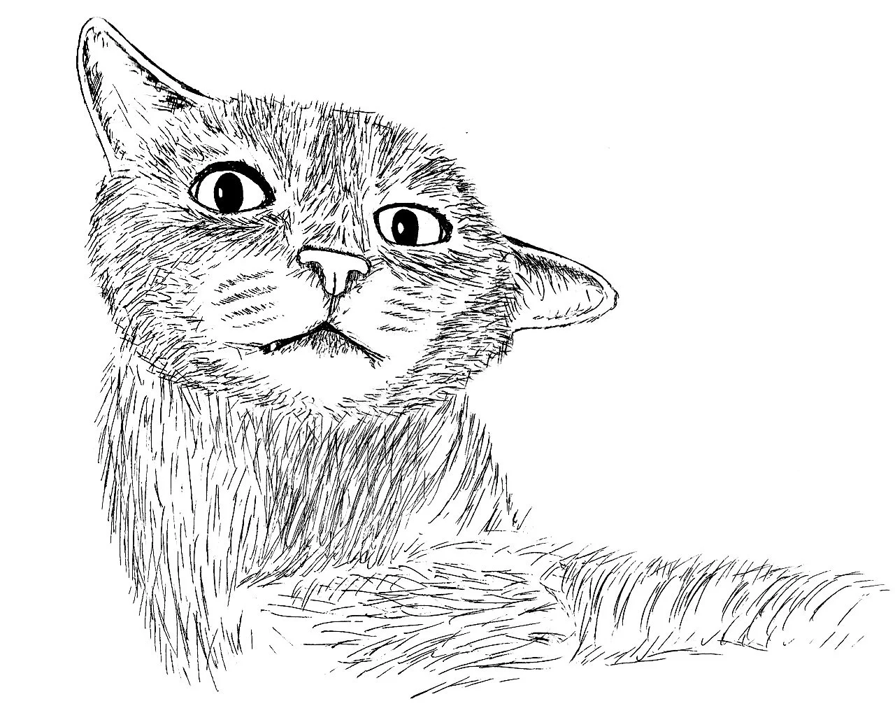 ashton-campbell-illustrations (7).jpg