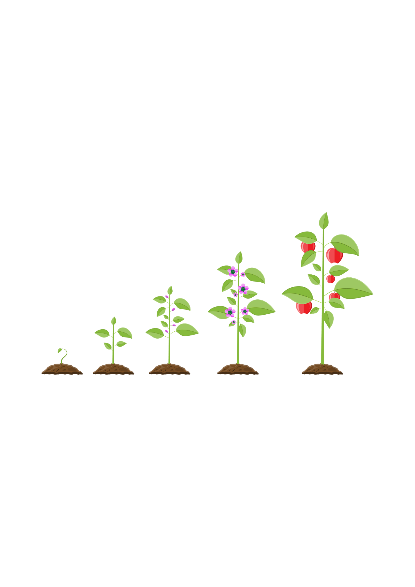 Sequence showing the growth of a plant with purple flowers producing red apples over several stages, with roots in soil.