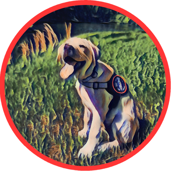 Dog Training Package (10x) - Ten Sessions with Licensed Professional Trainer