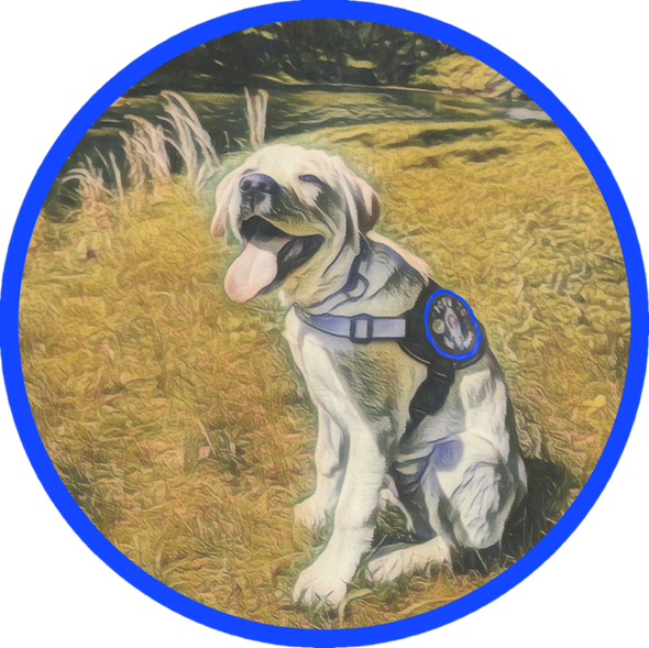 Dog Training Package (4x) - Four Sessions with Licensed Professional Trainer