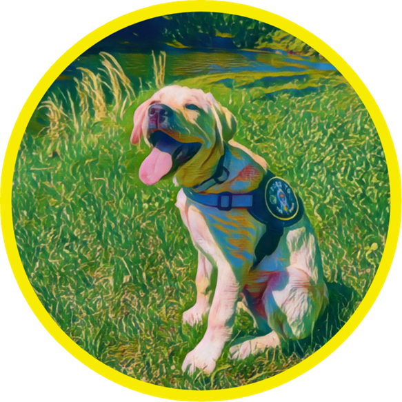 Dog Training - 1 Session with Licensed Professional Trainer