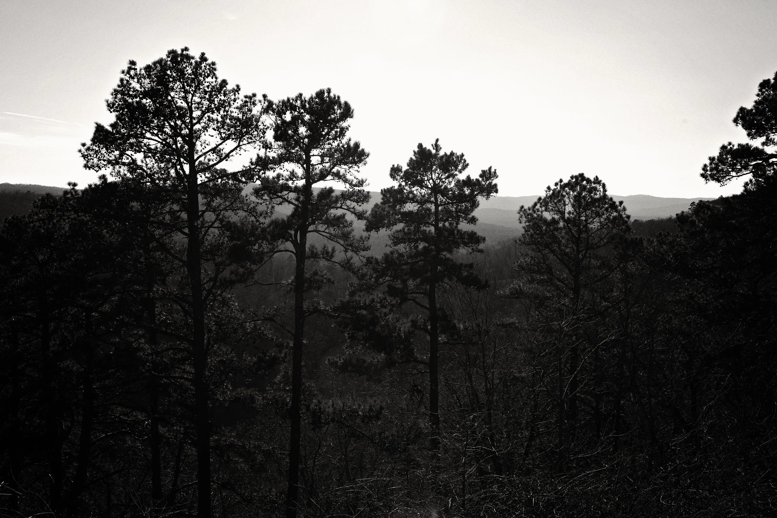 The Pines Remember.jpg
