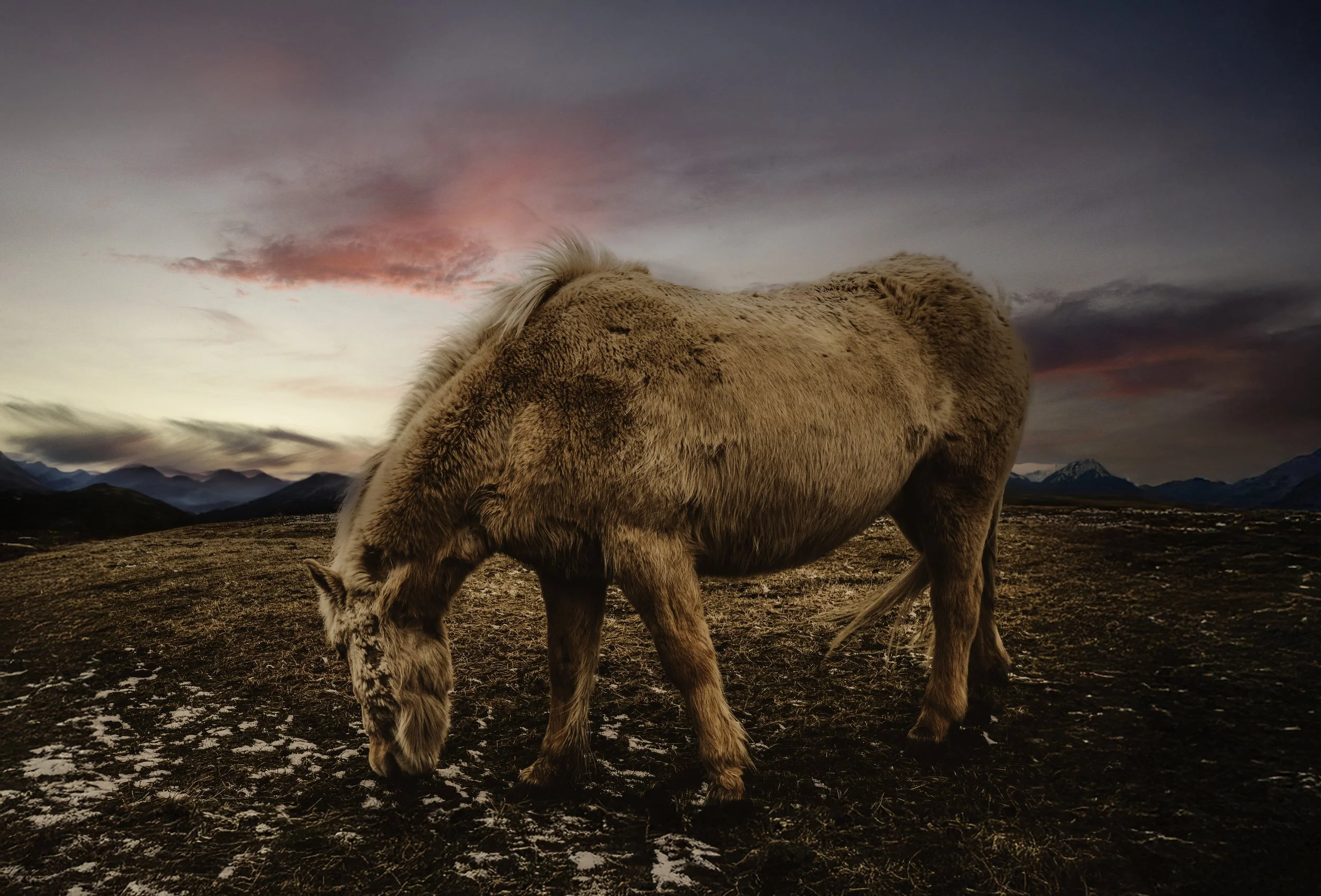 Twilight Graze small.jpg