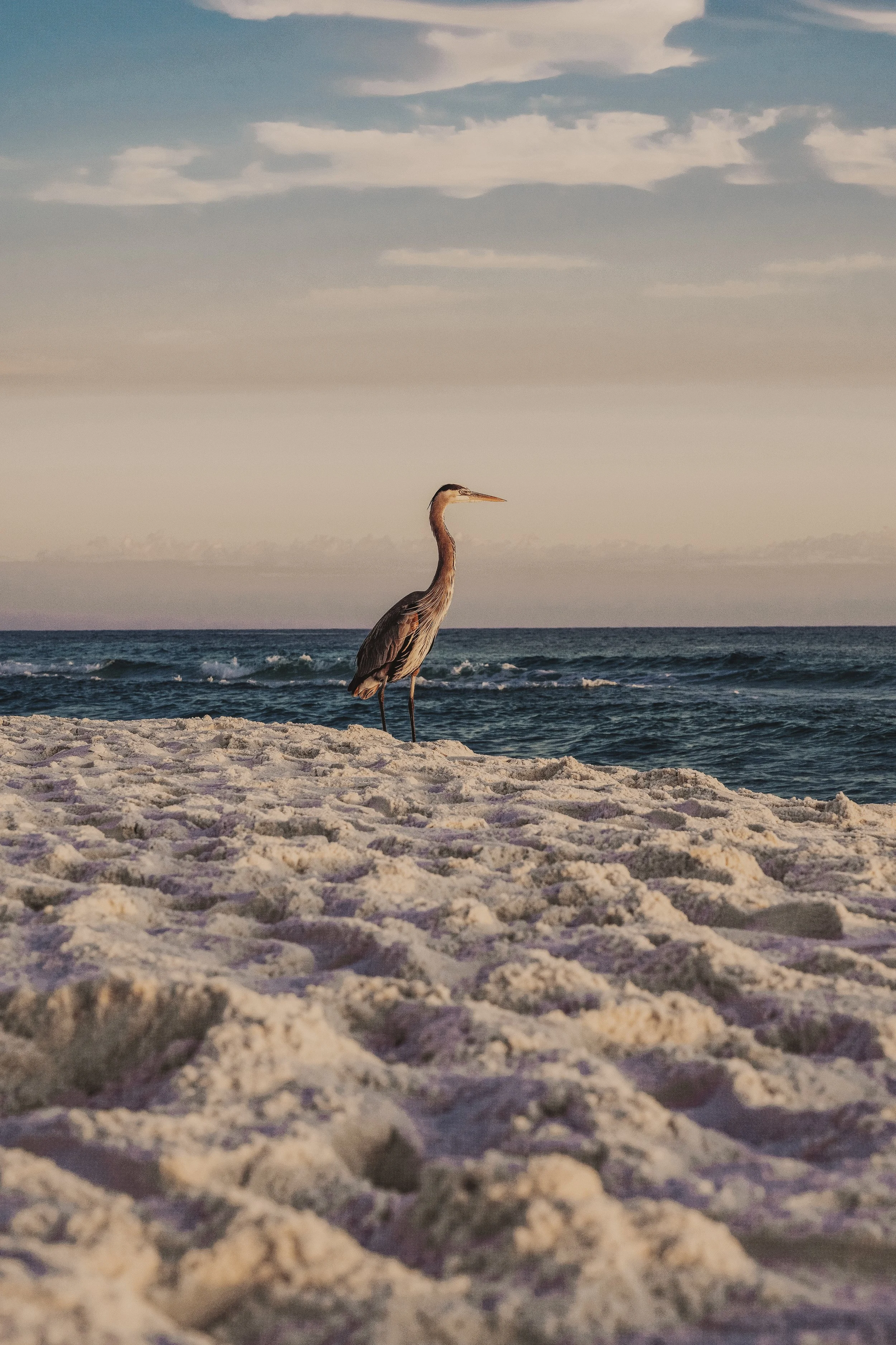 A heron standing on a sandy beach near the ocean with a cloudy sky in the background.