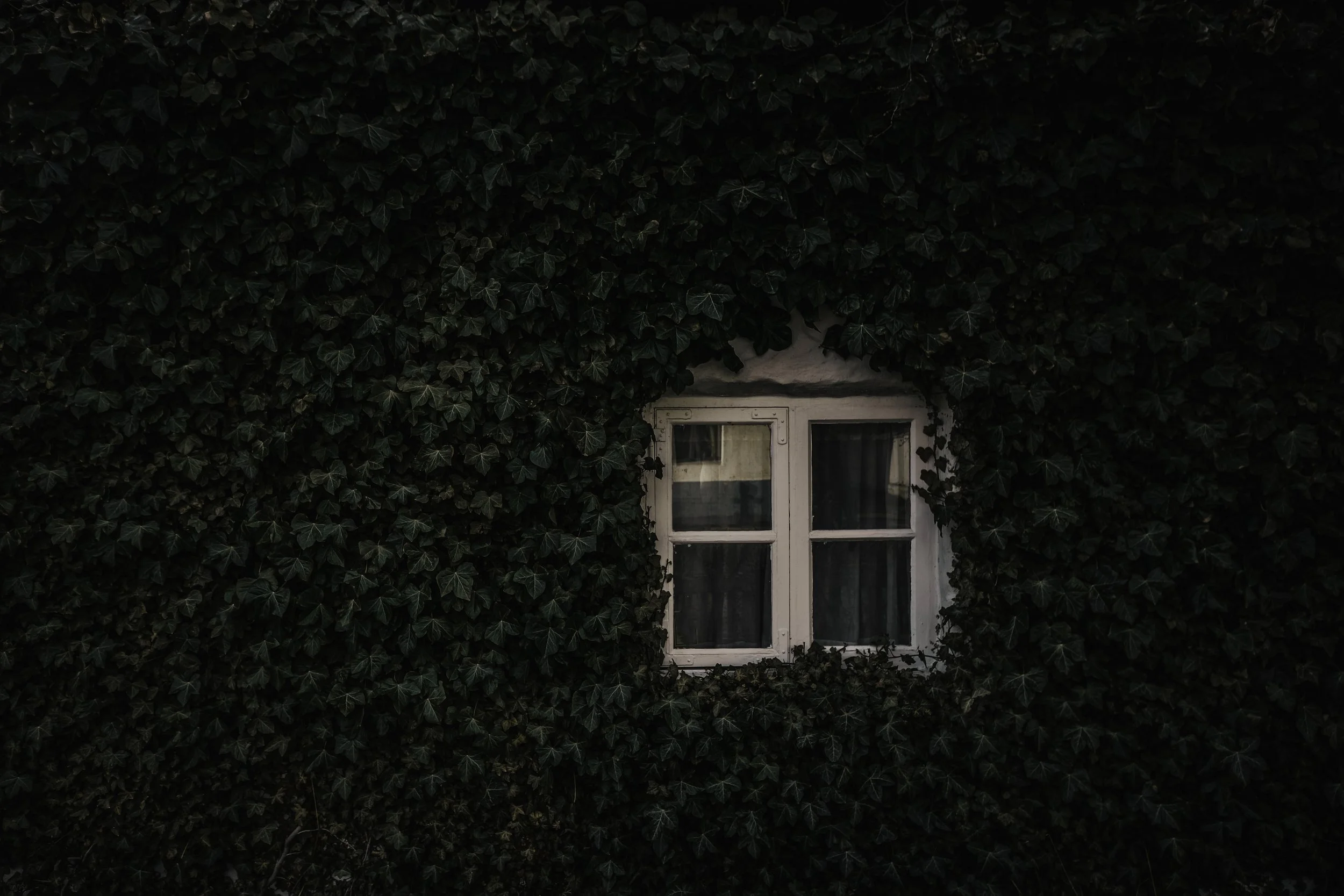 Veil of Ivy.jpg
