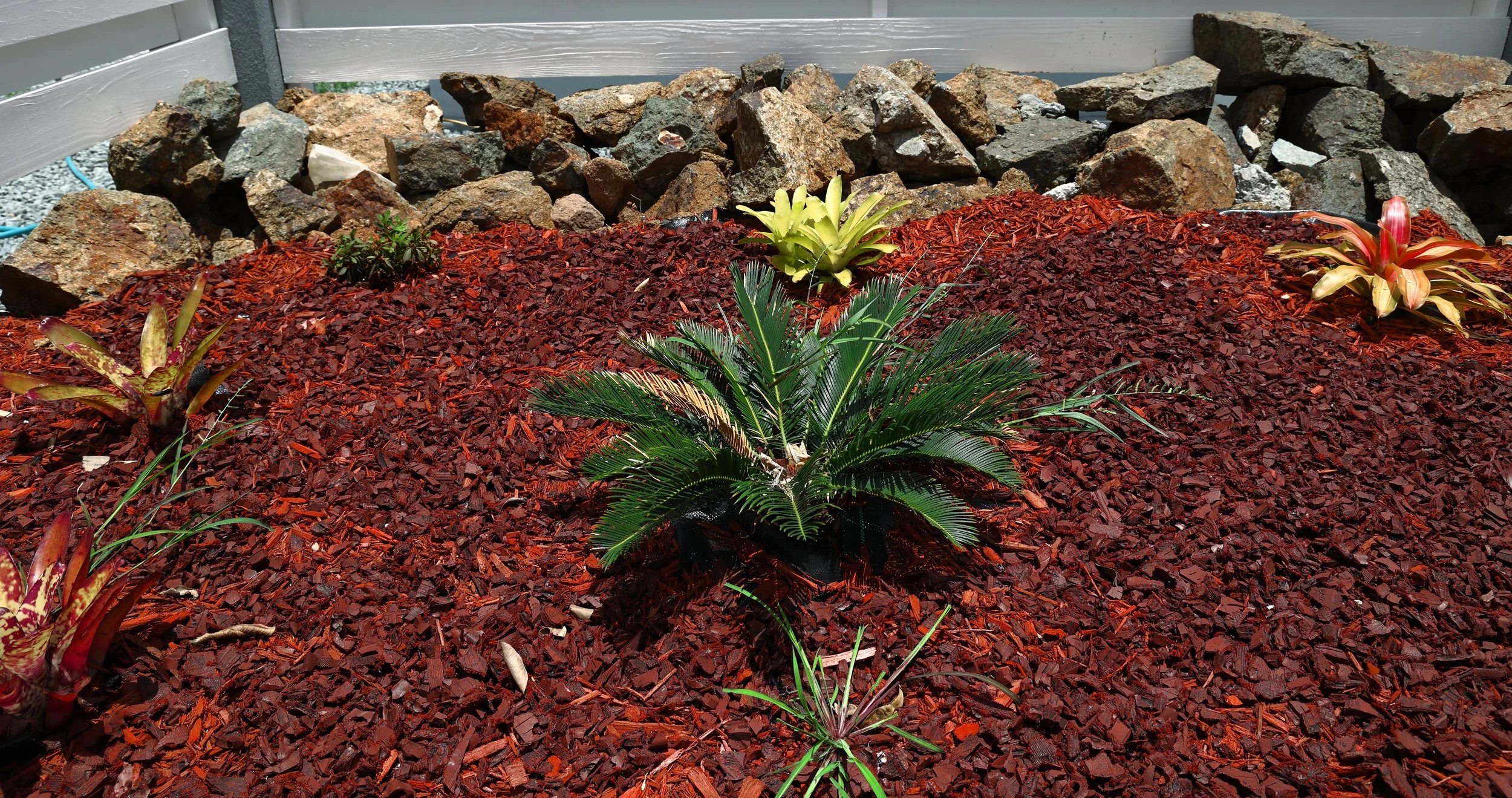 Colorful plants growing in a mulch bed with red wood chips, bordered by rocks and a white fence.