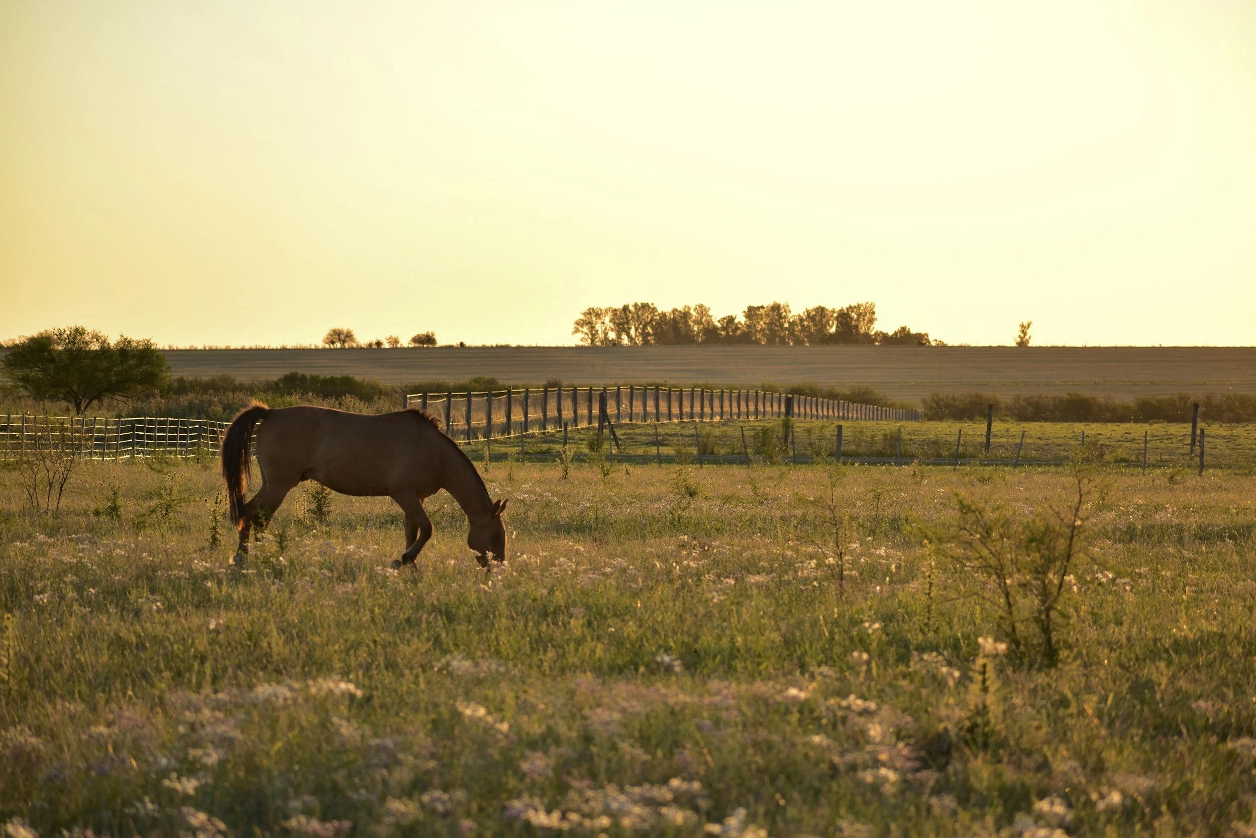 Tax Court Denies More Than $456,000 in Horse Business Losses: What Schumacher v. Commissioner Means for Hobby Loss Deductions