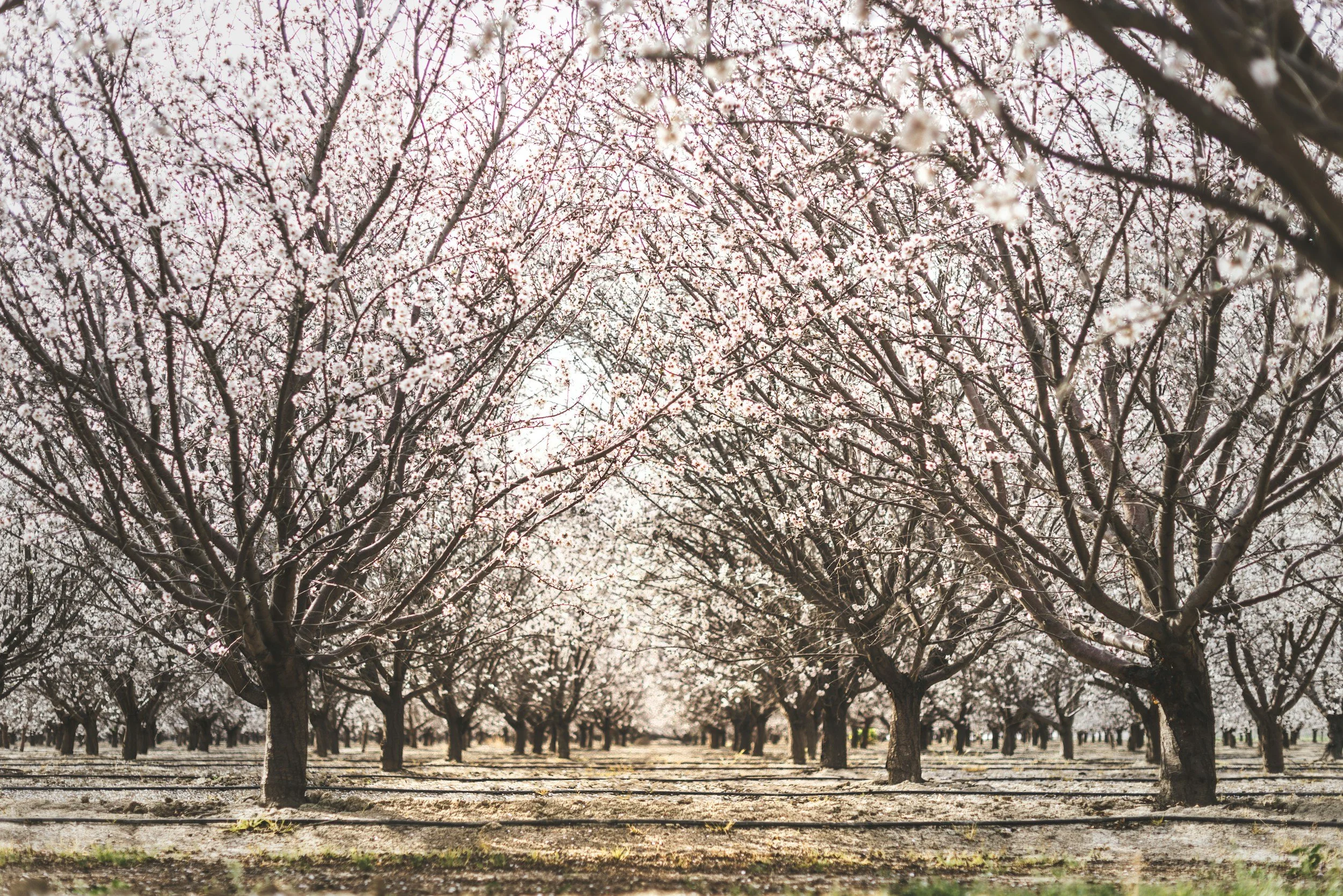 Selling Farmland? How Section 1062 Can Spread Federal Tax Over Four Years