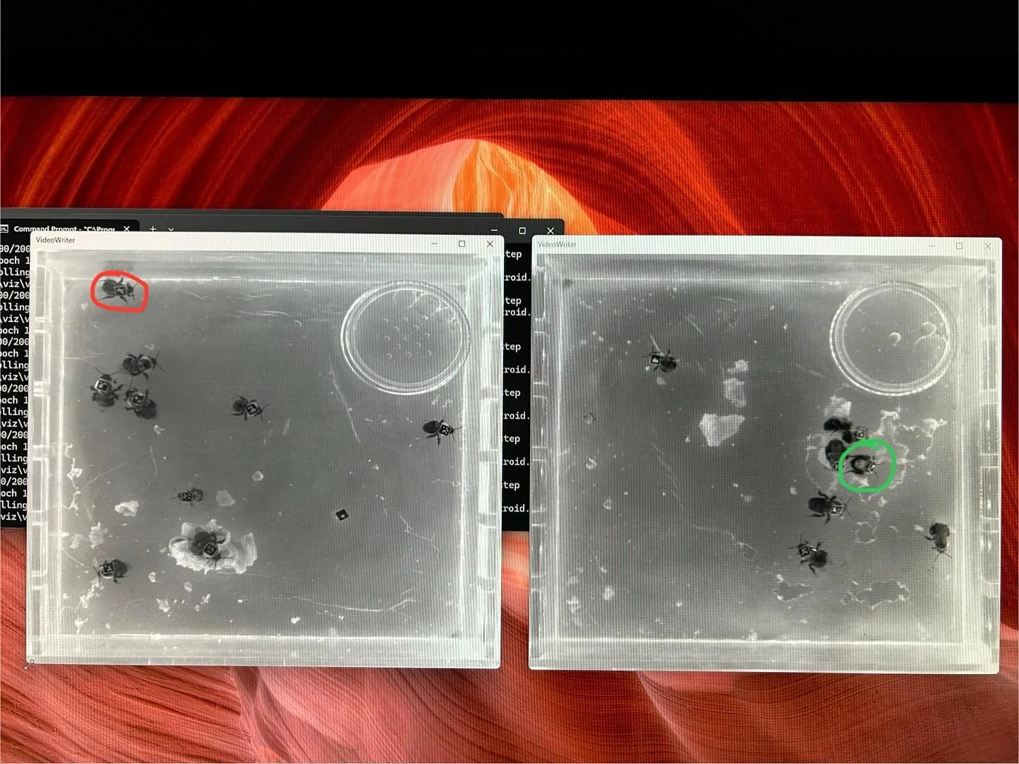 🔴 = isolated bee tucked away from nest &amp; other bees
🟢 = socialized bee socializing with other bees on nest