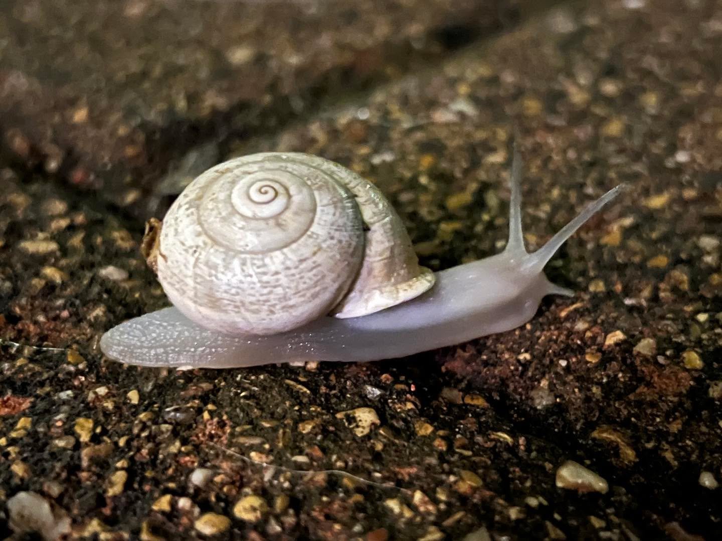 Some of the aforementioned snail 🐌 pics ✨IYKYK✨ Fresh blog post and podcast episode dropped earlier today!  Stay up to date and ready for the next release by following along! 

https://www.rootedwildretreats.com/wildmind-publications/more-fun-with-r
