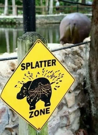 Why Hippos Don't Eat Fish