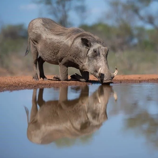 Why the Warthog Goes About on His Knees