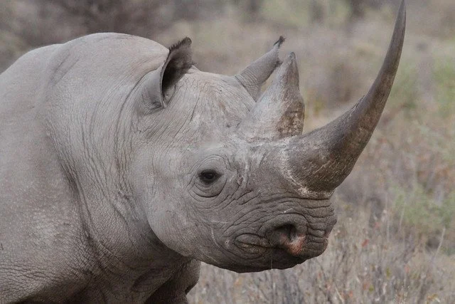 Why are Rhinos Grey?