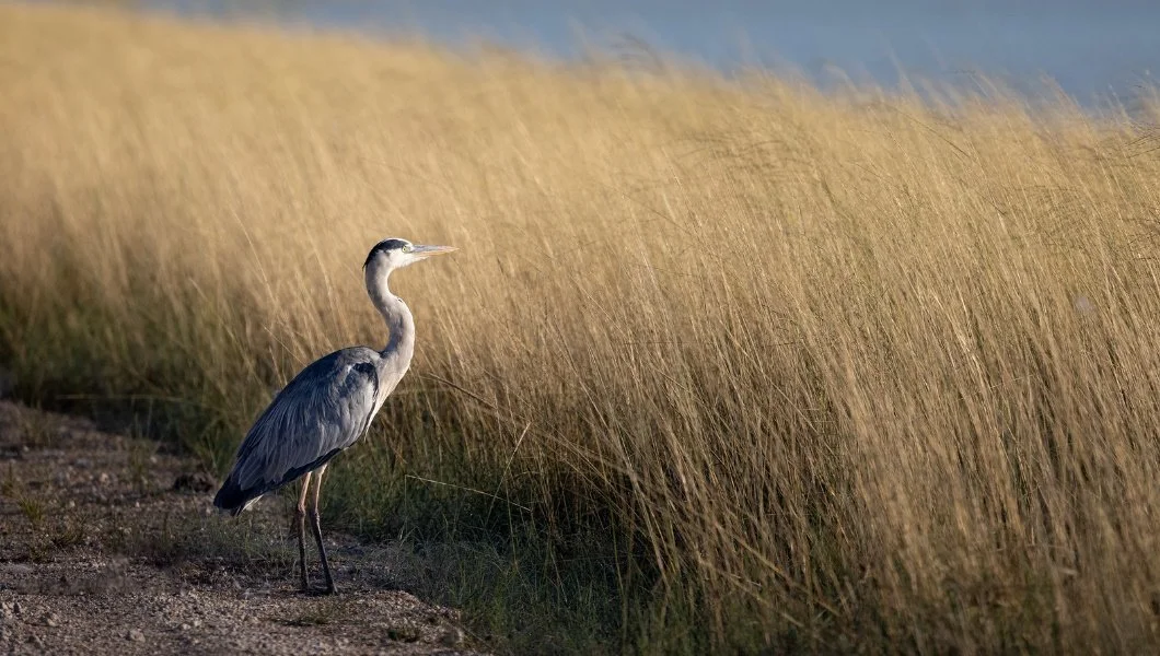 How the Heron got a Bend in its Neck
