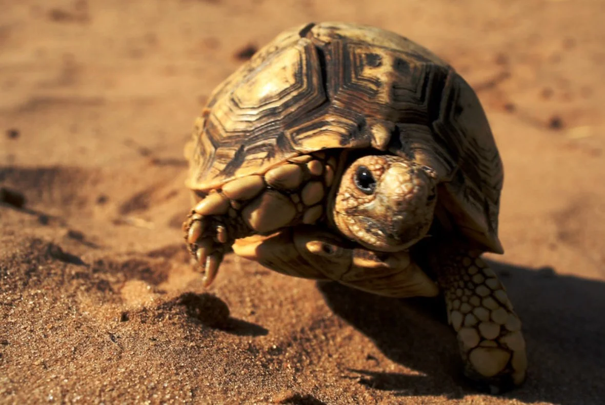How the Tortoise Got its Many-Faceted Shell