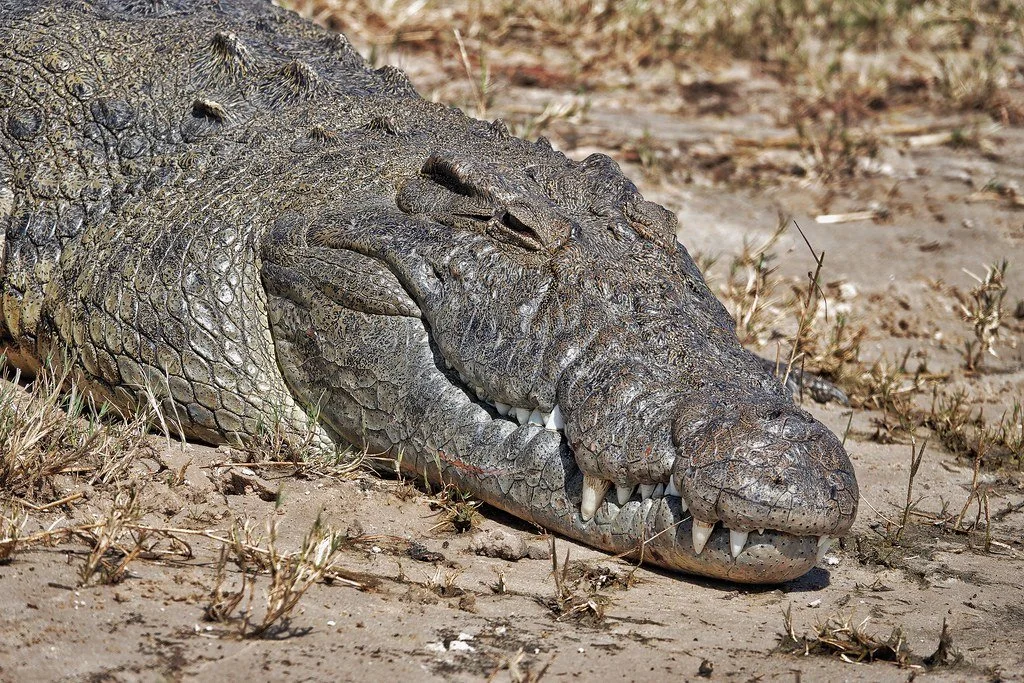 How Crocodile got its Ugly Skin