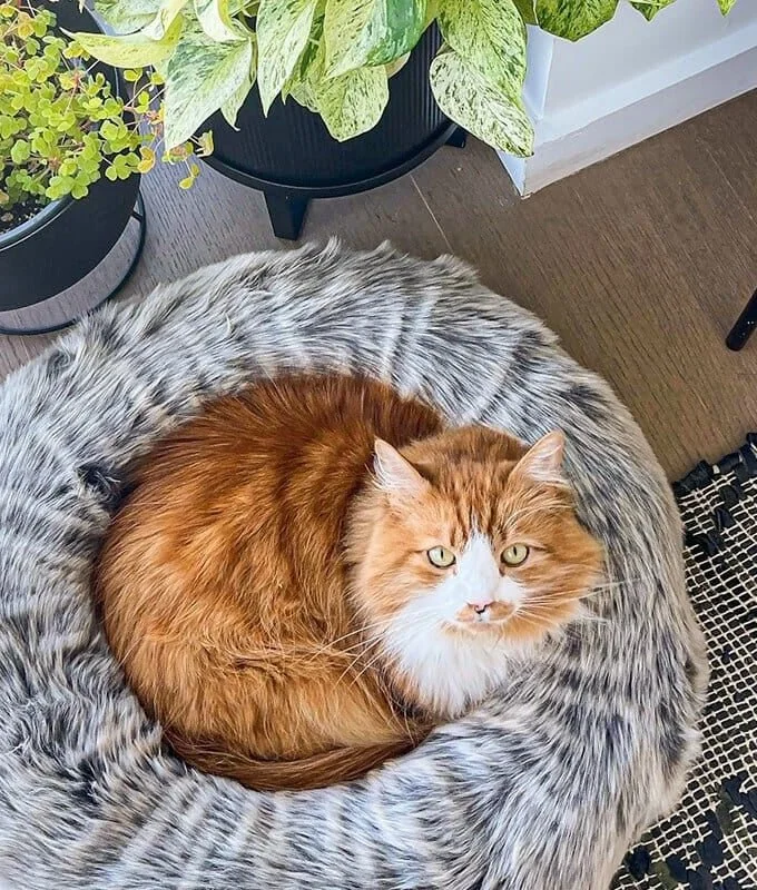 Nuzzle Cat Bed