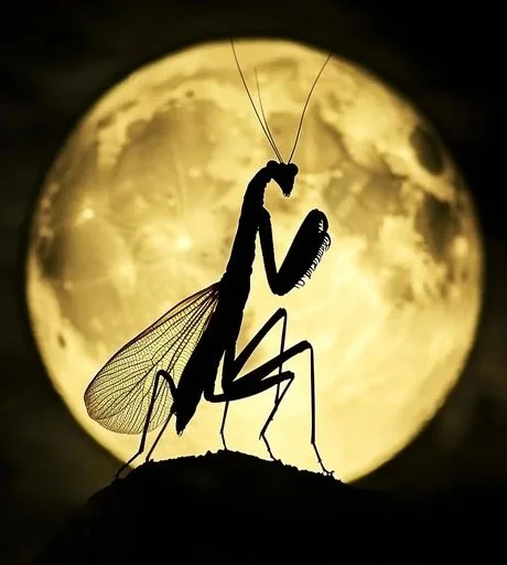 How the Mantis Stole the Moonlight