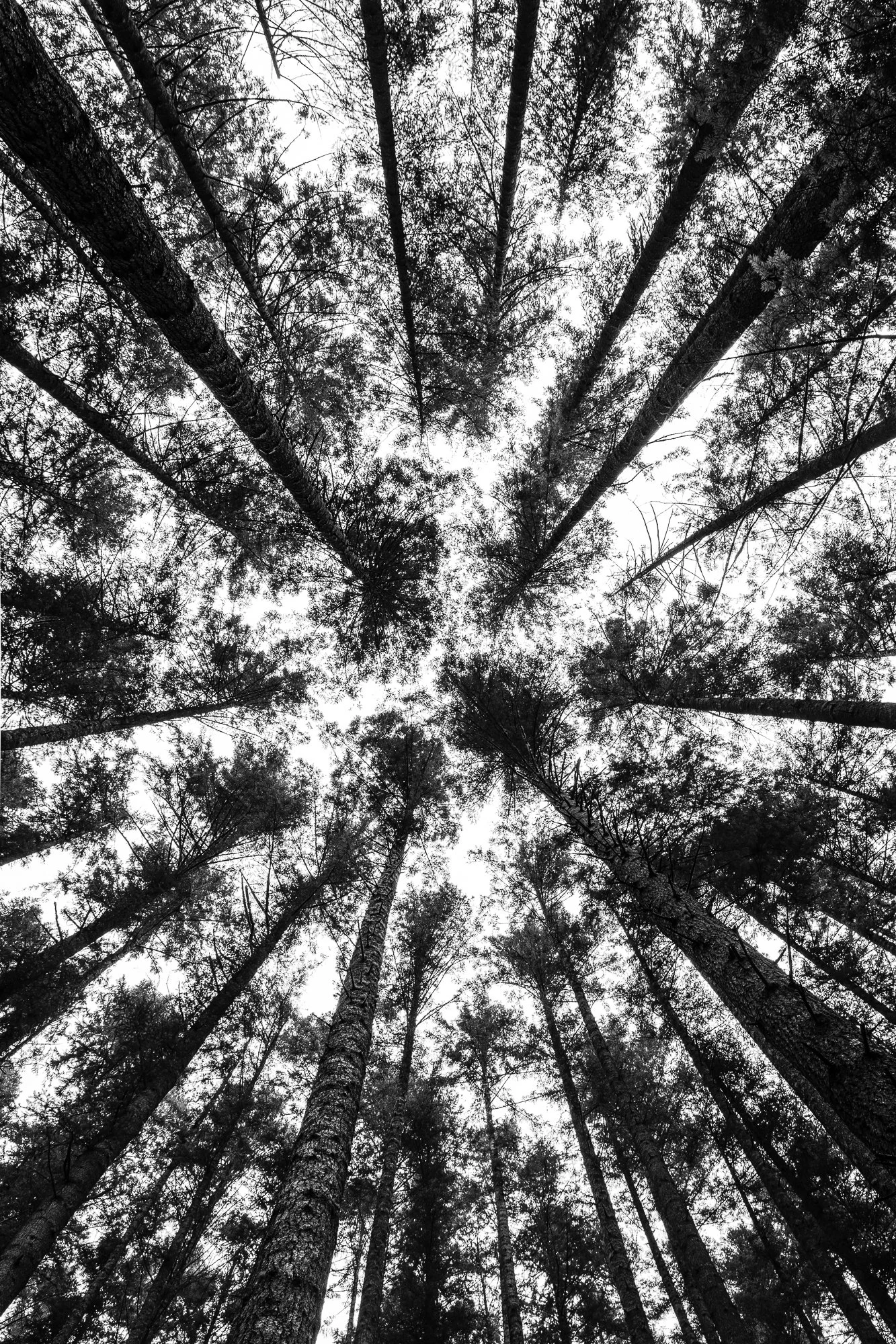 Monochrome Landscapes: Washington State