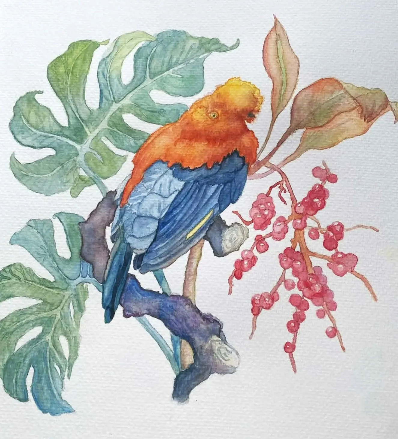 Custom Illustrations