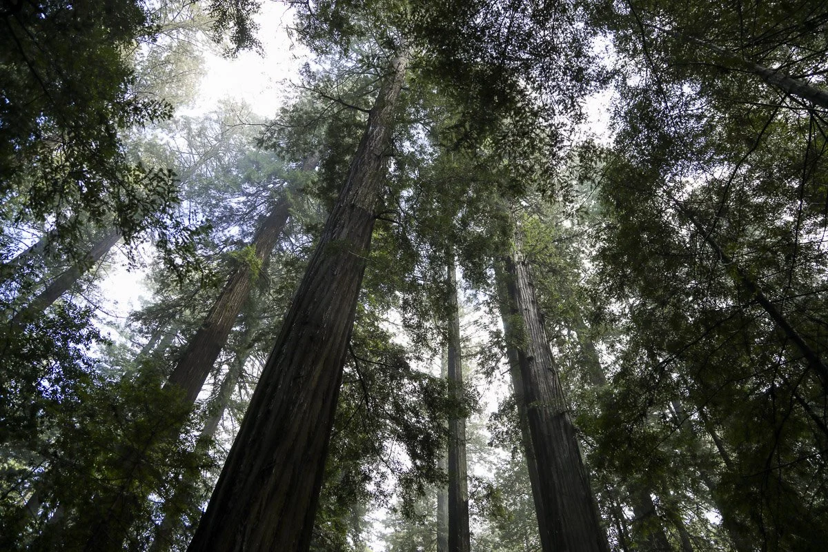 HOT_SHOTS_REDWOODS-5390.jpg