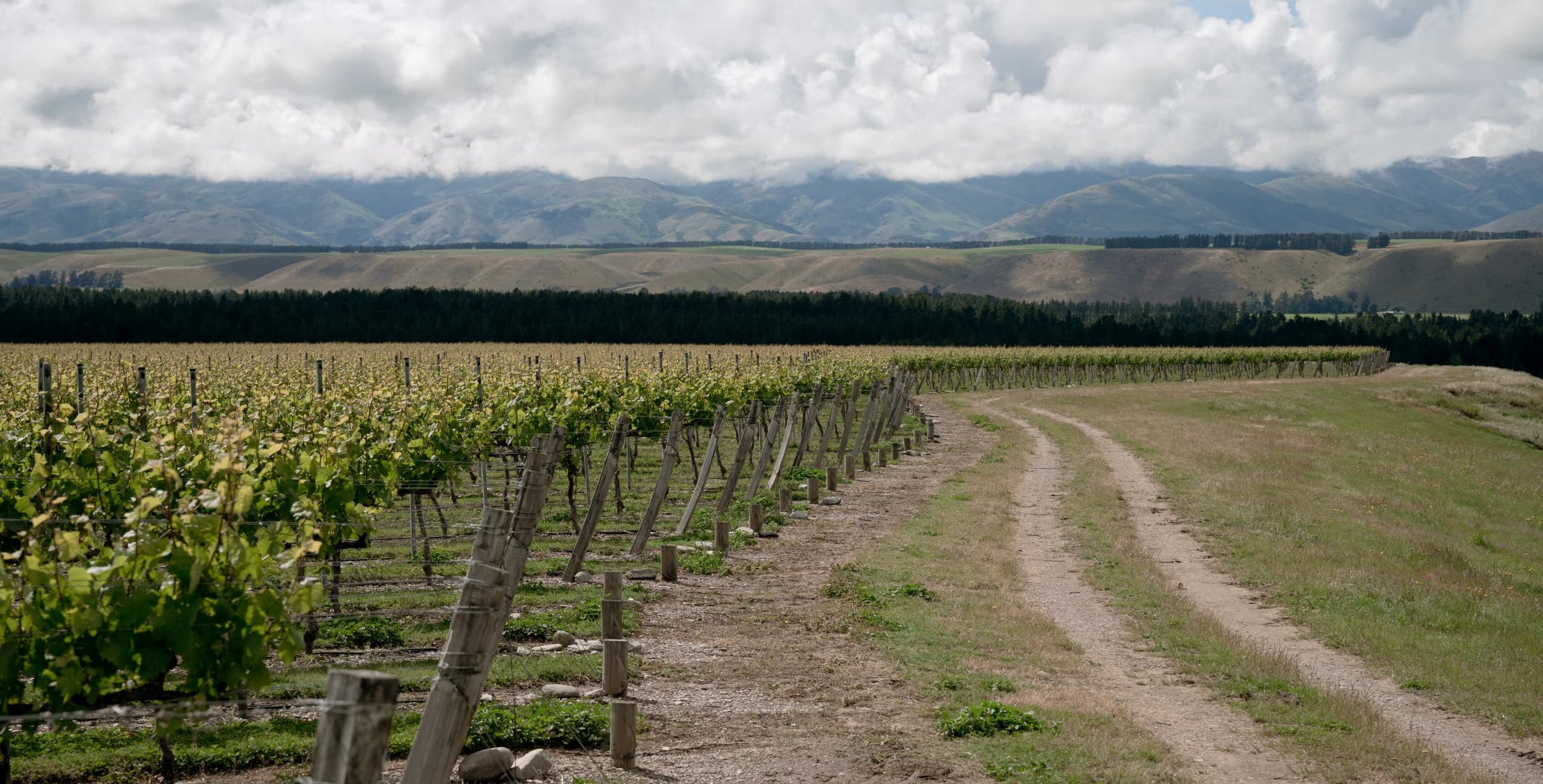 Vineyard with rows of grapevines and a dirt path, surrounded by lush greenery and distant mountains under a cloudy sky. https://www.centralotago.co.nz/