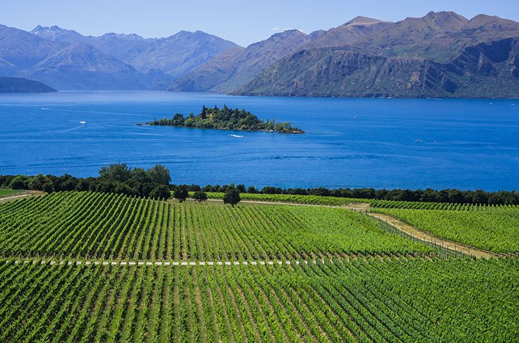 Vineyard overlooking a lake with a small island, surrounded by mountains under a blue sky. https://www.centralotago.co.nz/